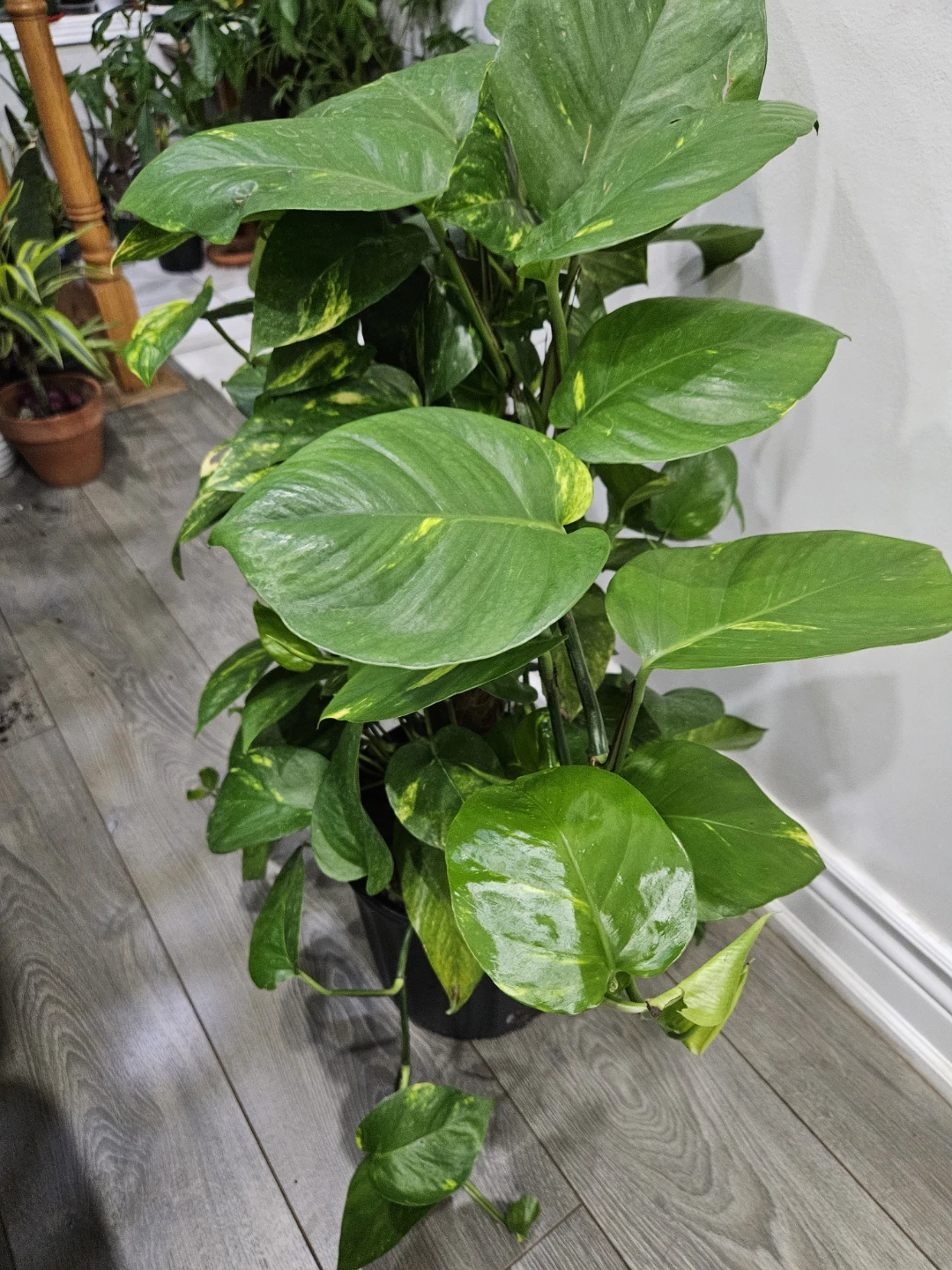 Golden Pothos Plant in totem - photo 3