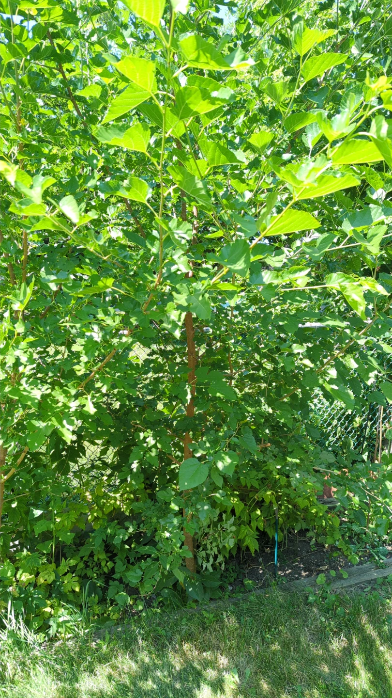 Mulberry tree
