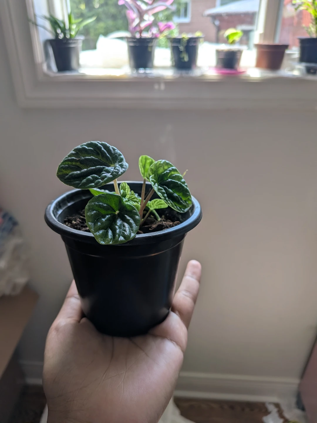 Emerald Ripple Peperomia - photo 2