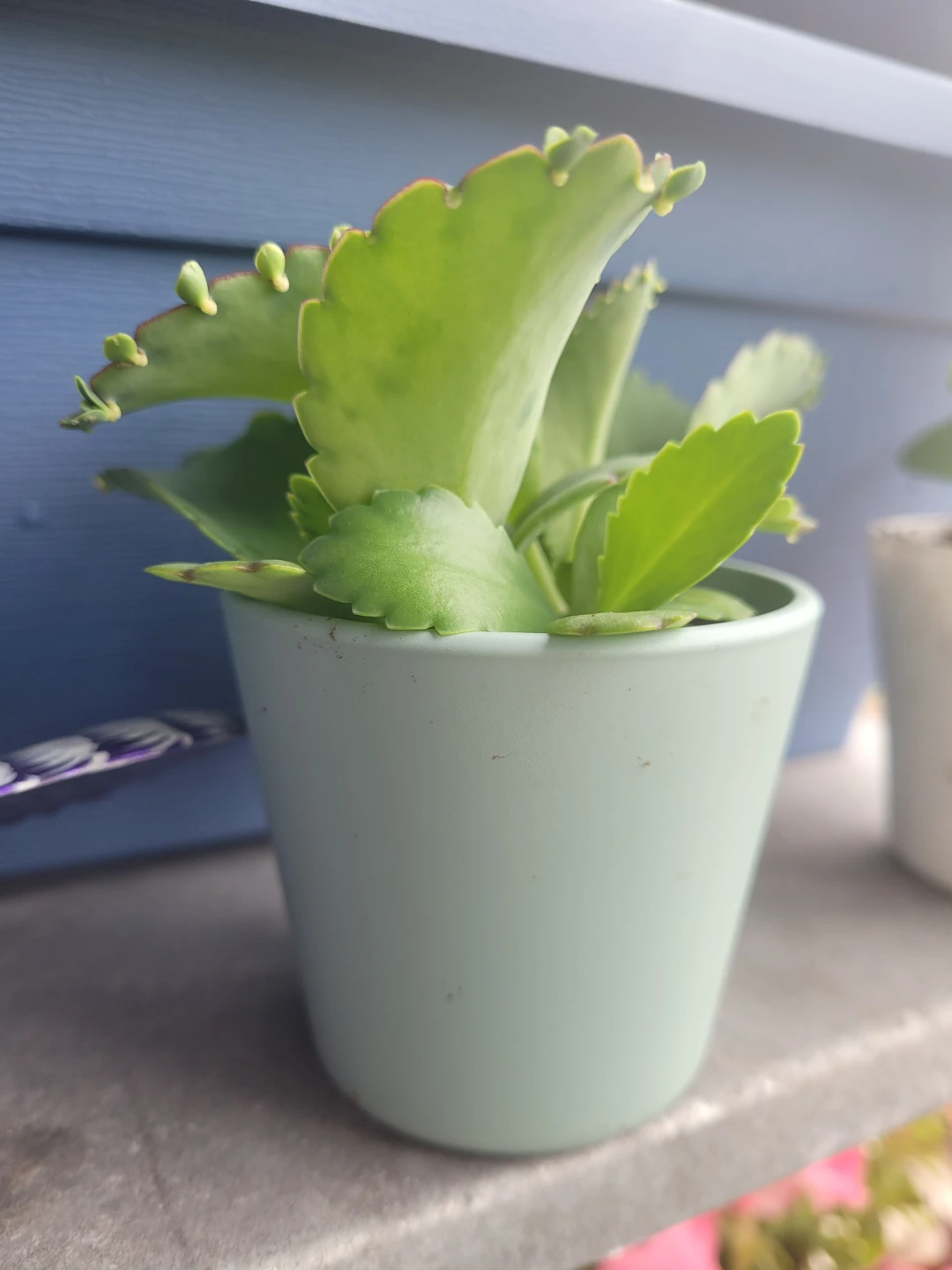 Small Succulent Plant in Light Blue Pot
