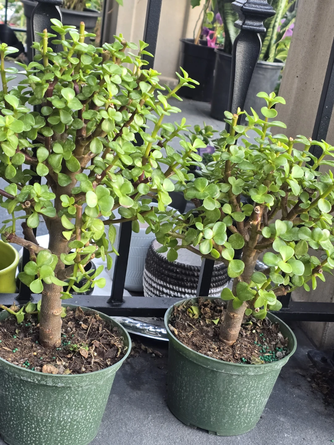 Jade bonsai tree.  6"pot