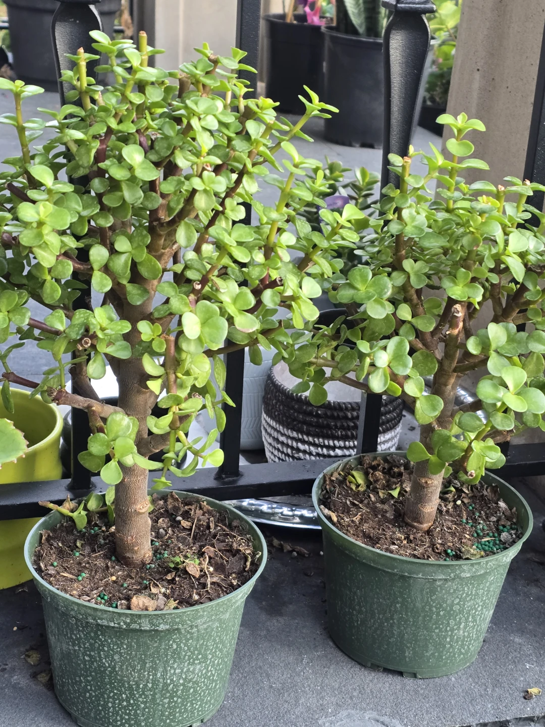 Jade bonsai tree.  6"pot - photo 2