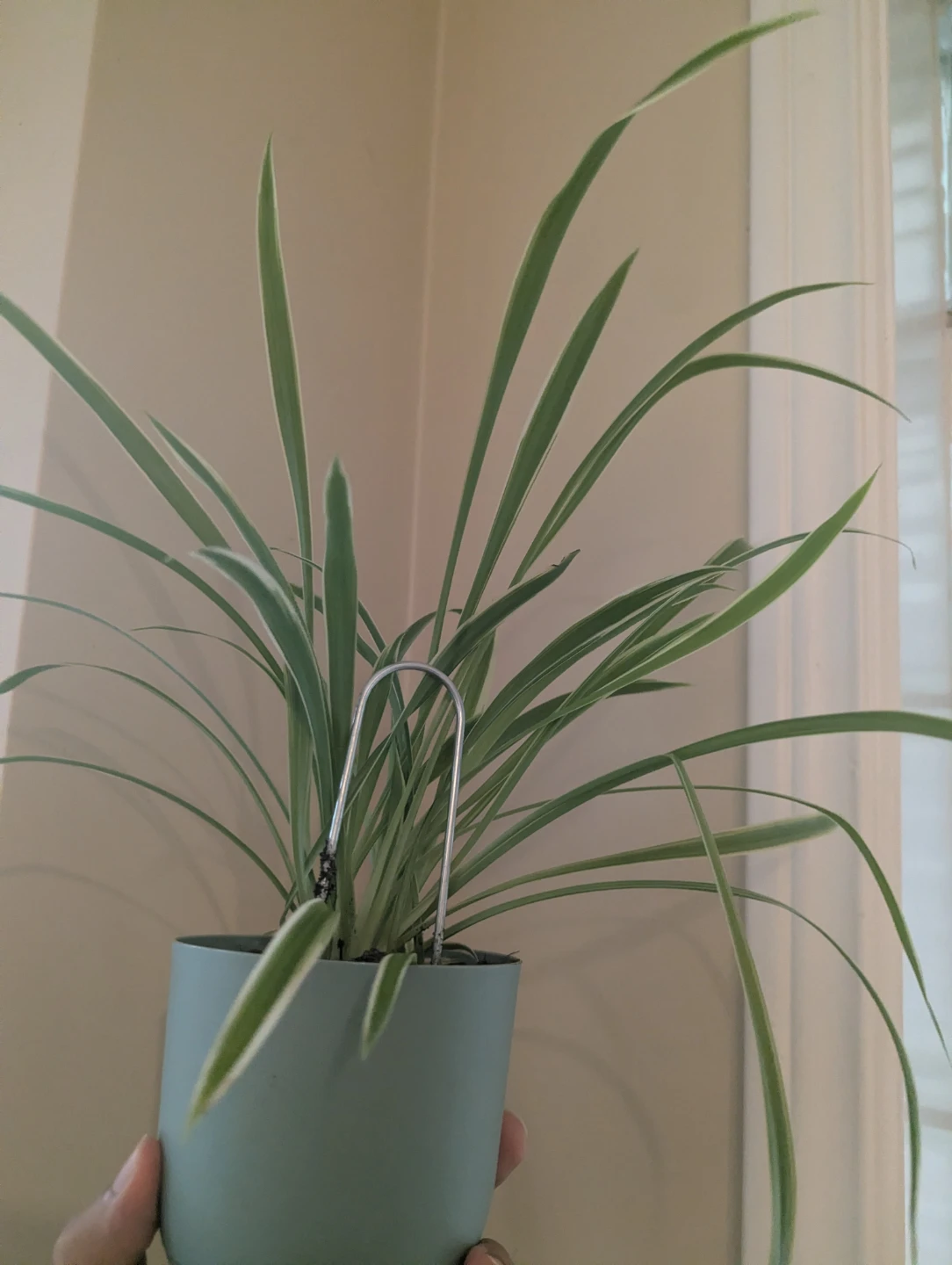 Spider Plant in Pot