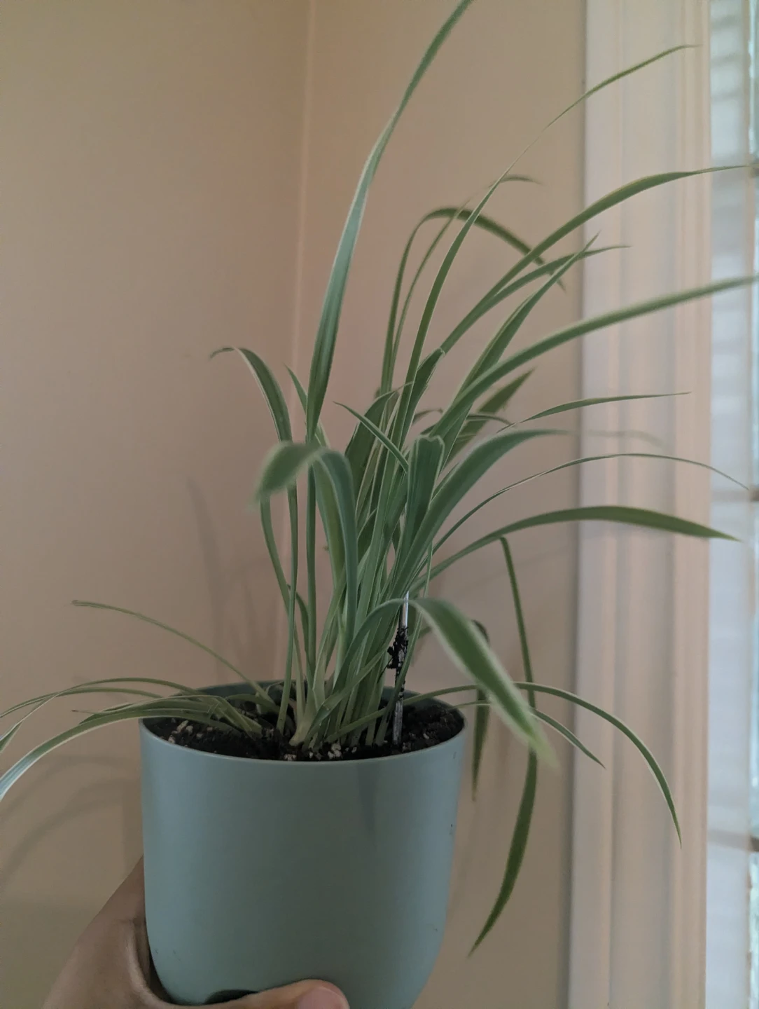 Spider Plant in Pot - photo 2