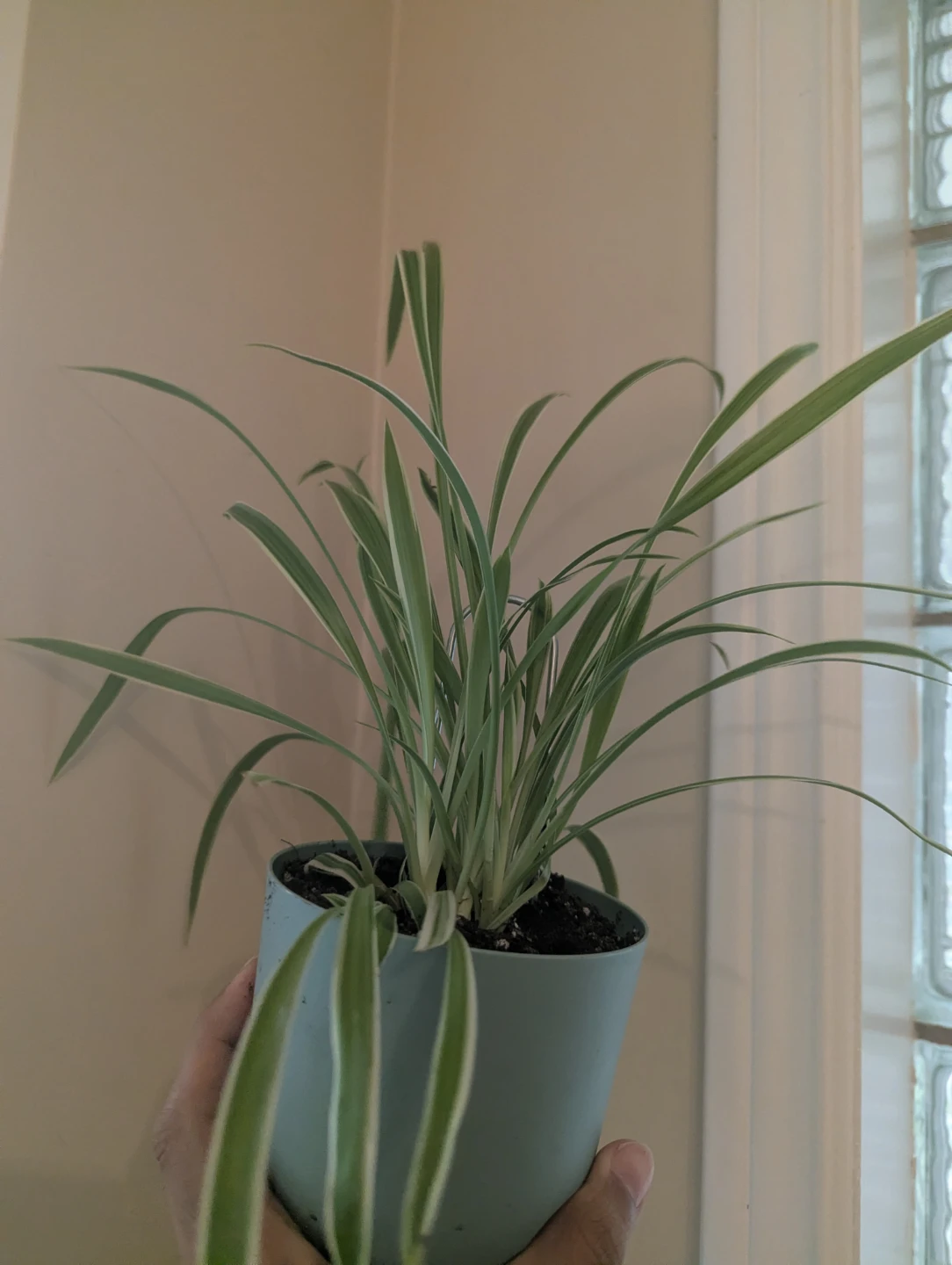 Spider Plant in Pot - photo 3
