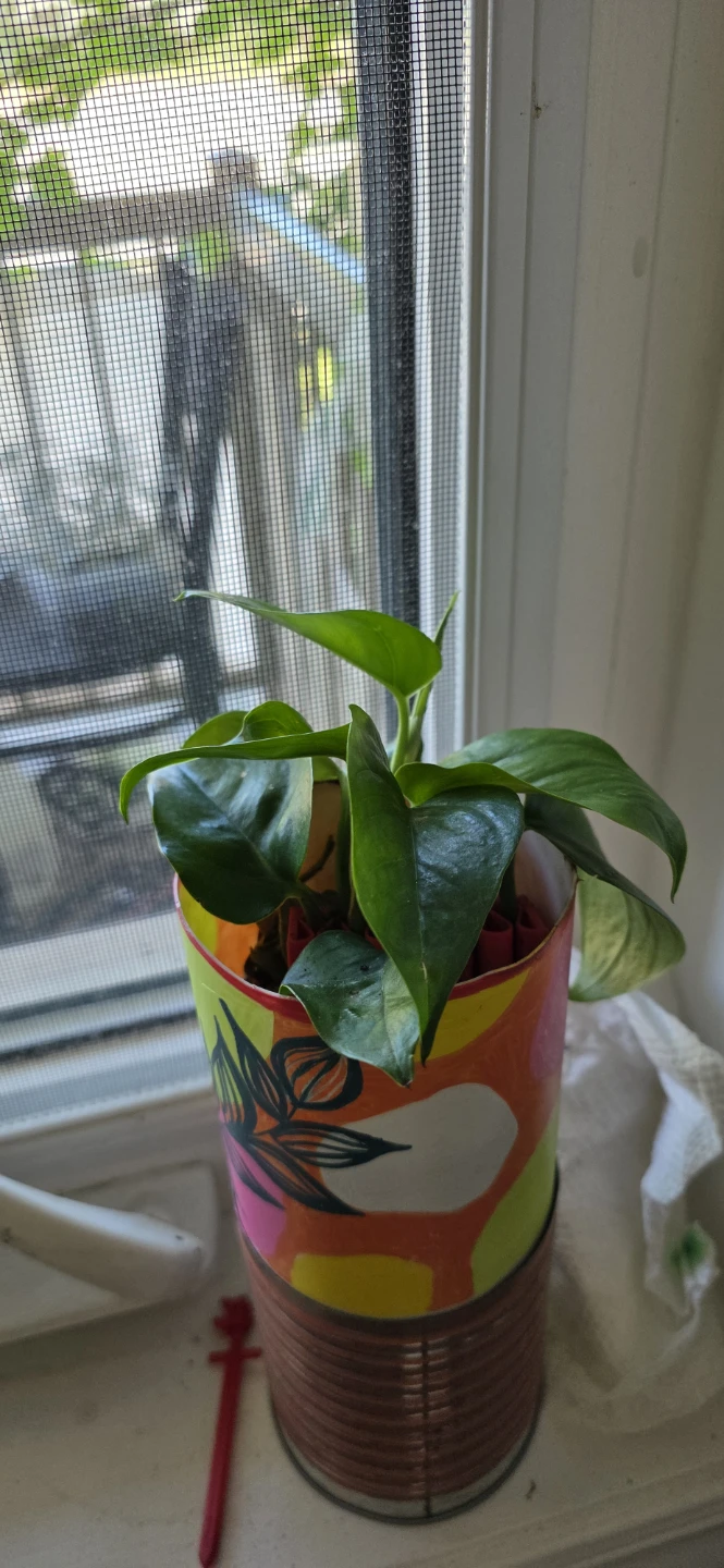 Pothos Plant in Decorative pot (self watering)
