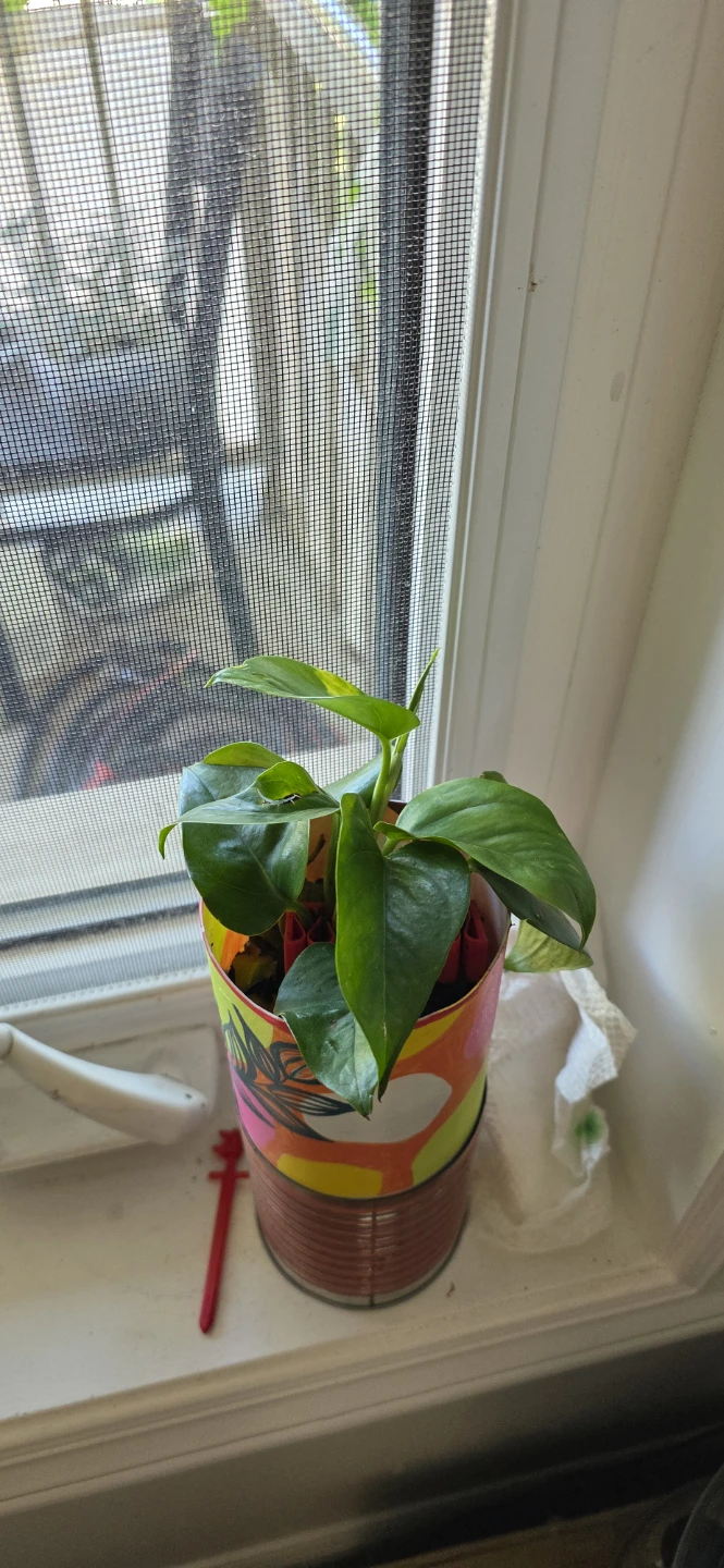 Pothos Plant in Decorative pot (self watering) - photo 2