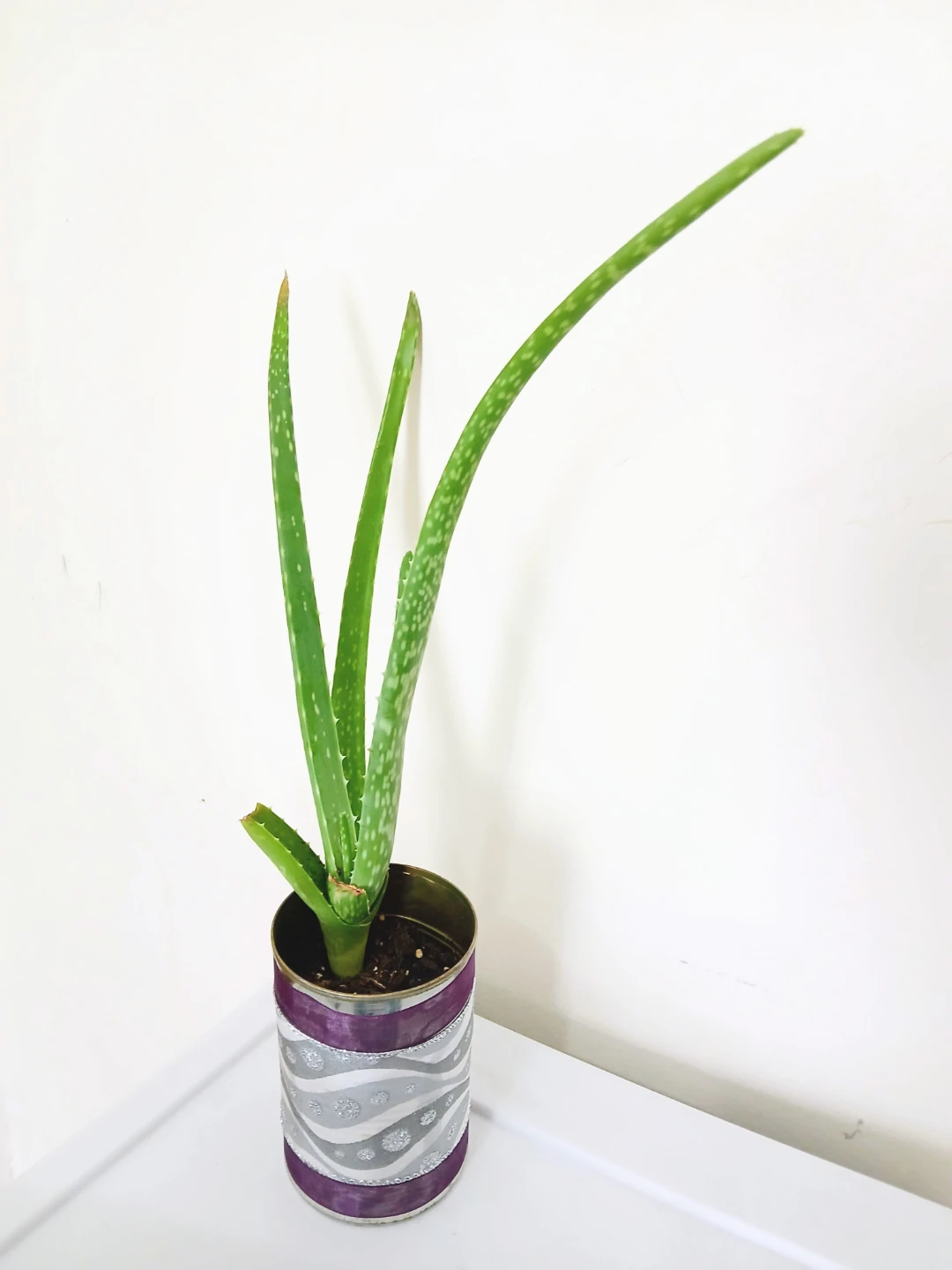Aloe Vera Plant in Decorated Pot