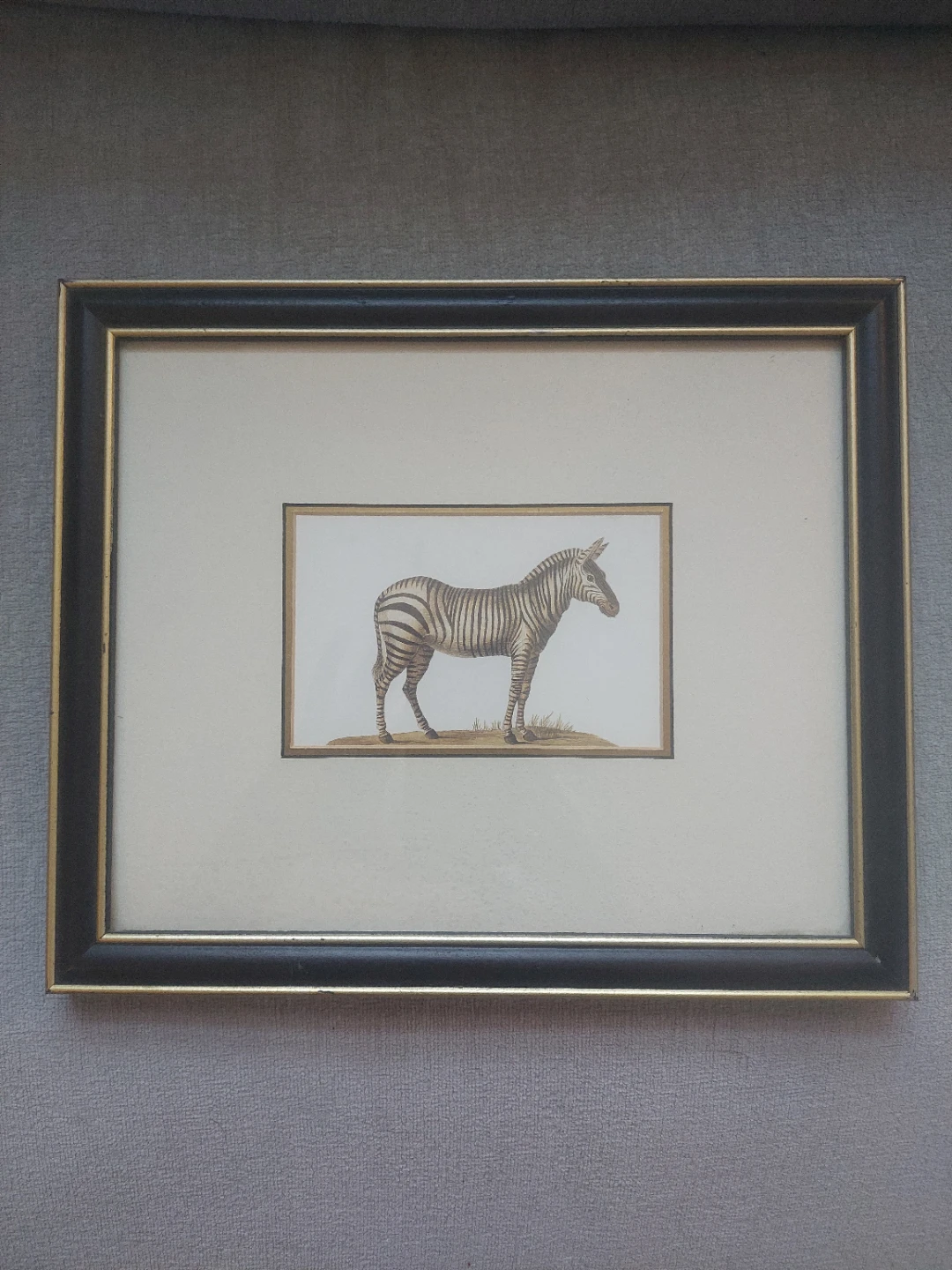 Framed Zebra Picture Art Print 10.5" x 12.5"