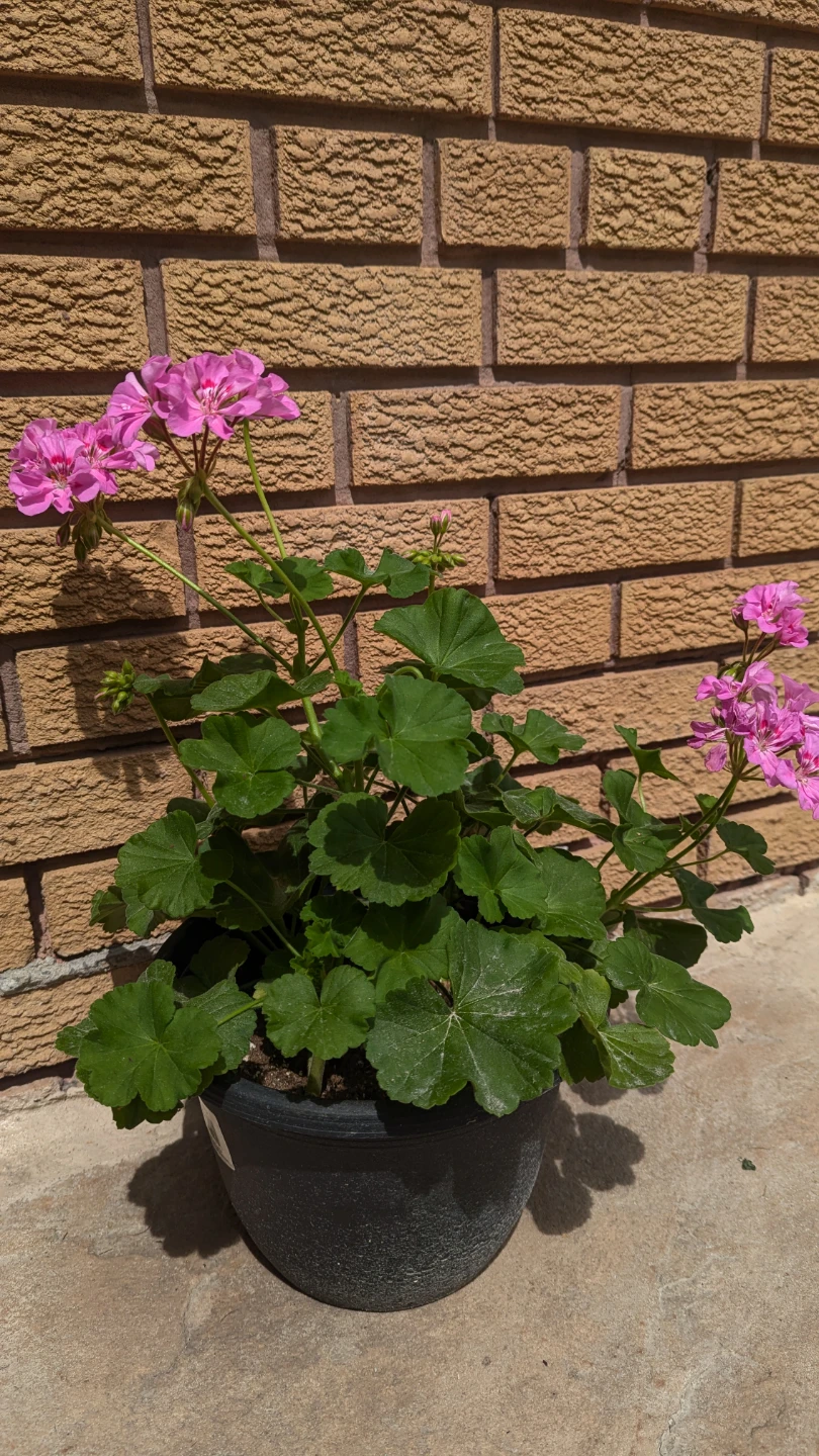 Pink Geranium Plant in Pot - photo 2