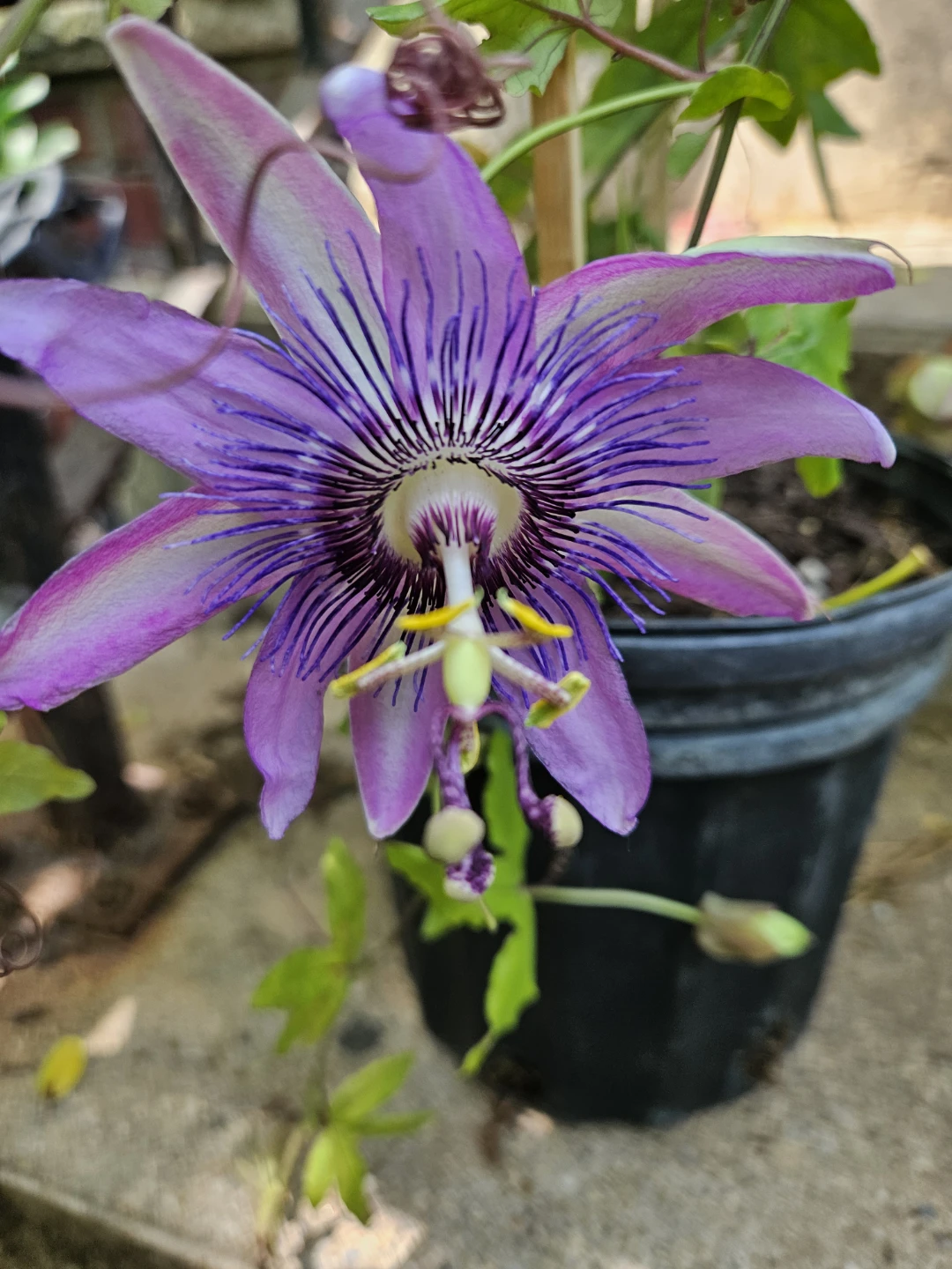 Purple Passion Flower Plant in Pot