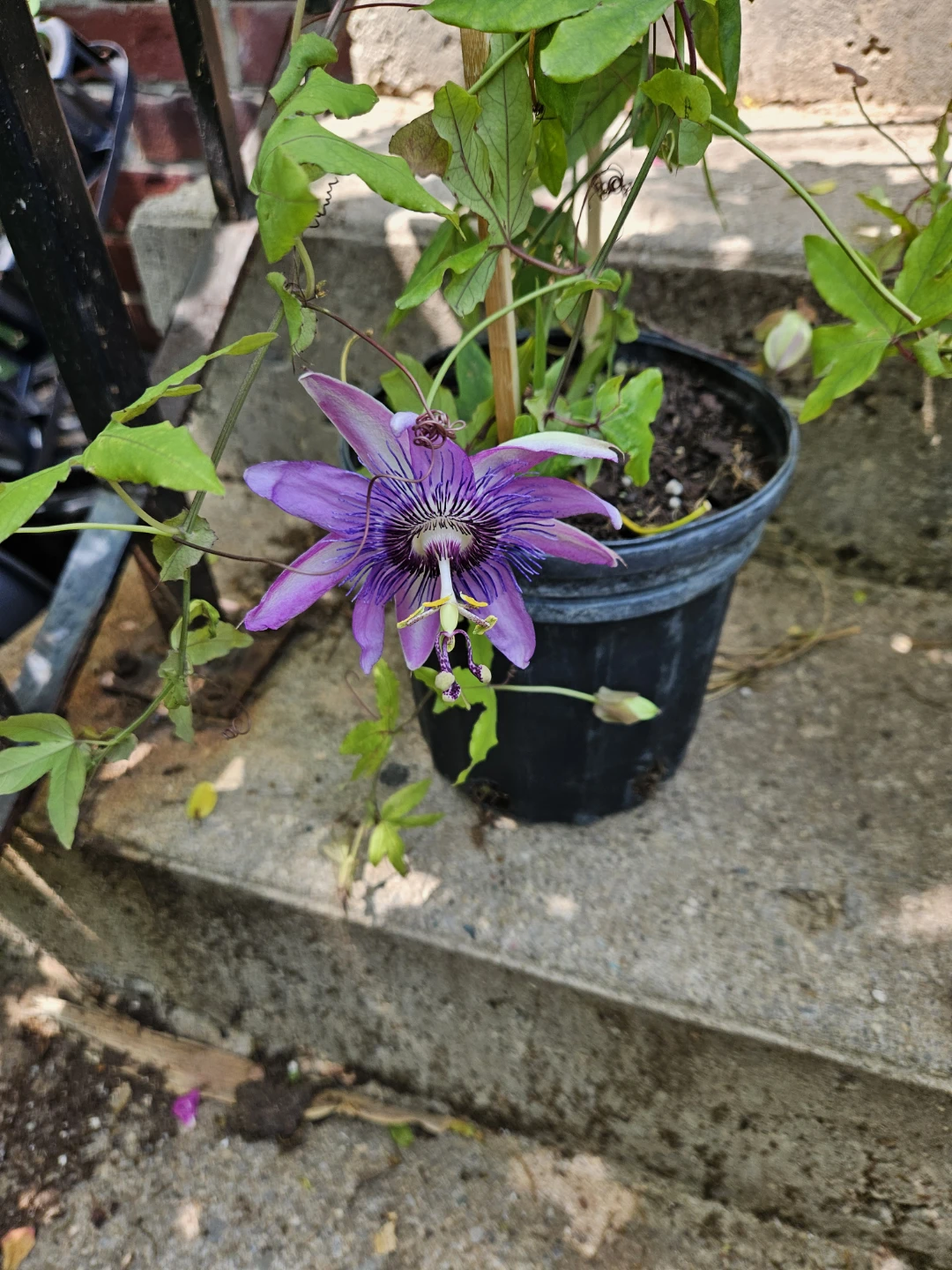 Purple Passion Flower Plant in Pot - photo 2