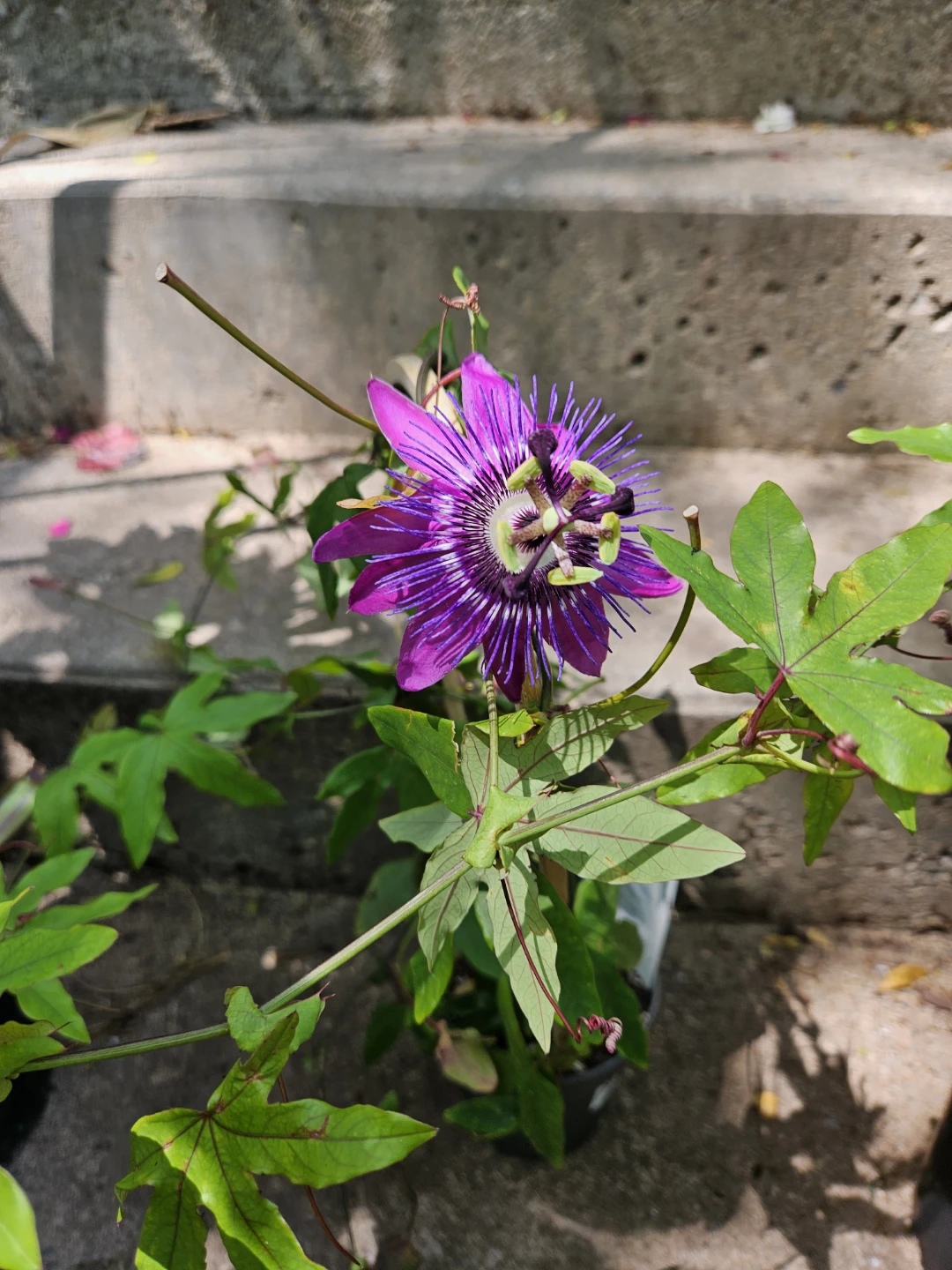 Purple Passion Flower Plant in Pot - photo 3