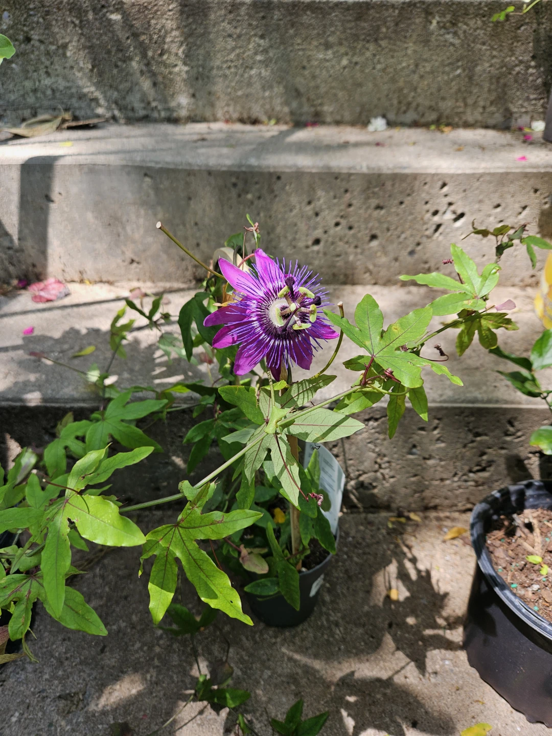 Purple Passion Flower Plant in Pot - photo 4