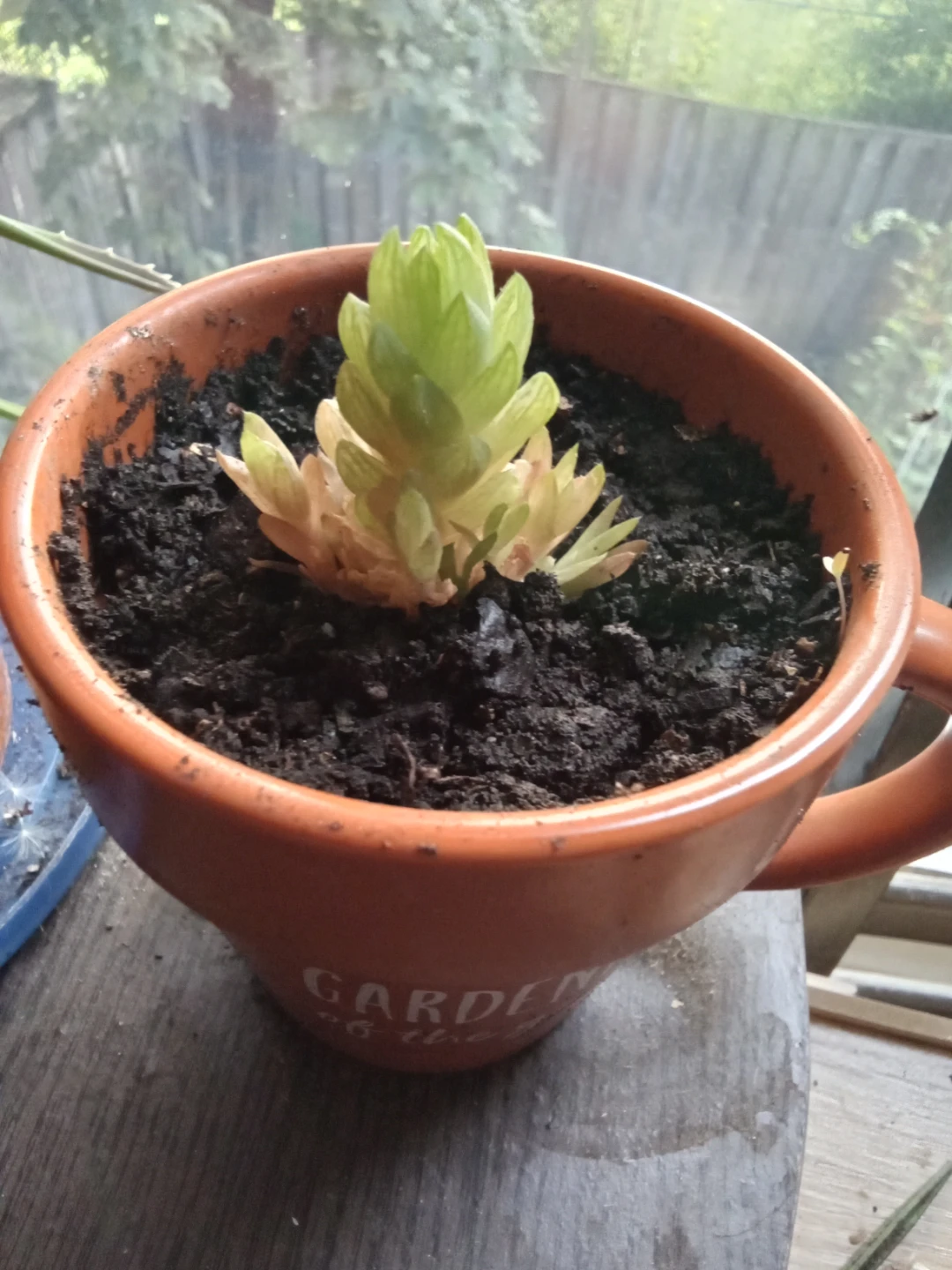 Succulent Plant in Orange "Garden" Mug