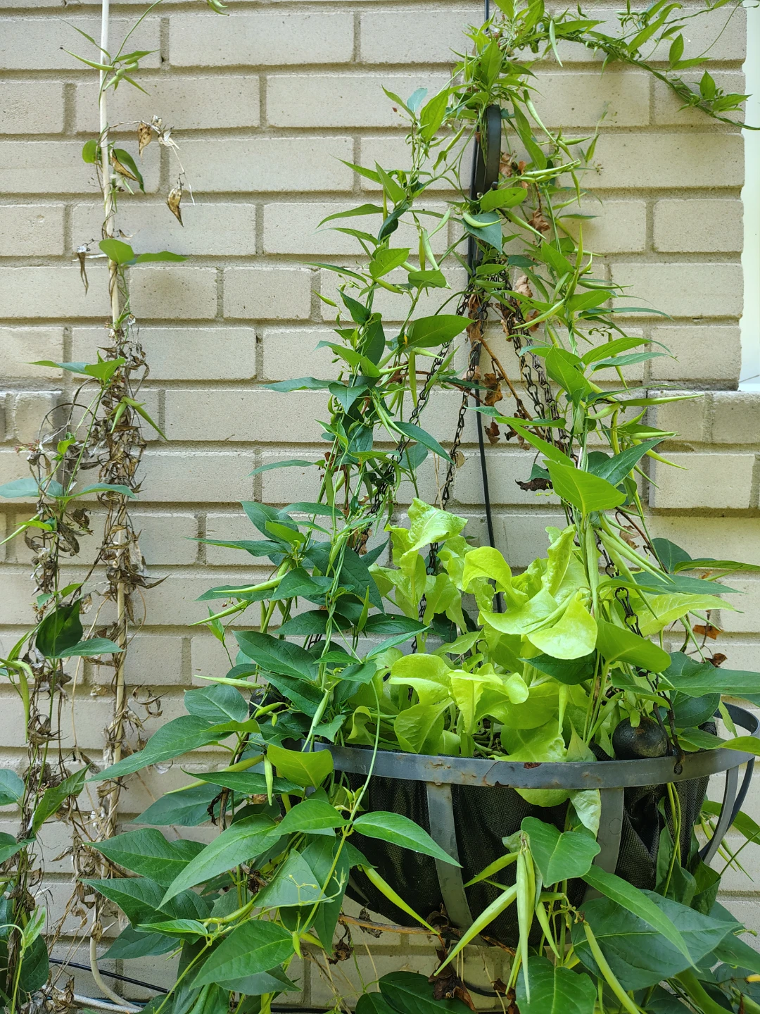 Metal Hanging Basket