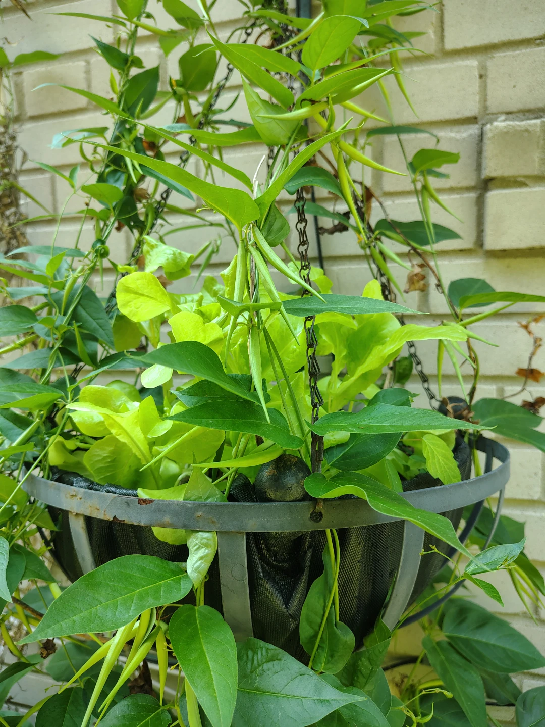 Metal Hanging Basket - photo 2