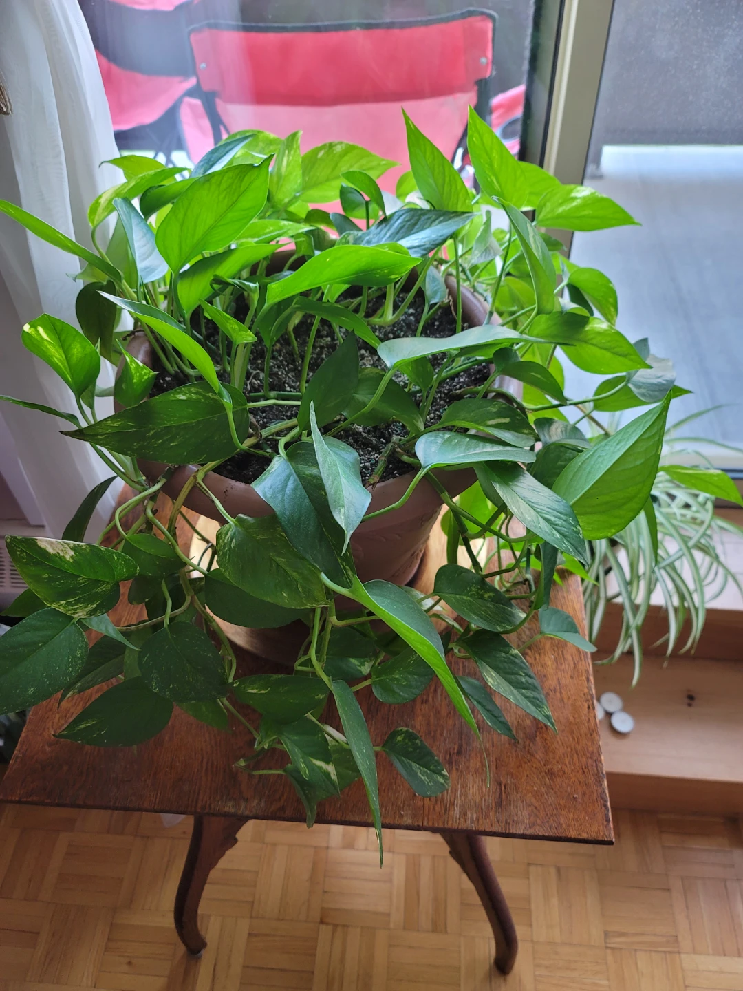 Pothos Plants in Pots