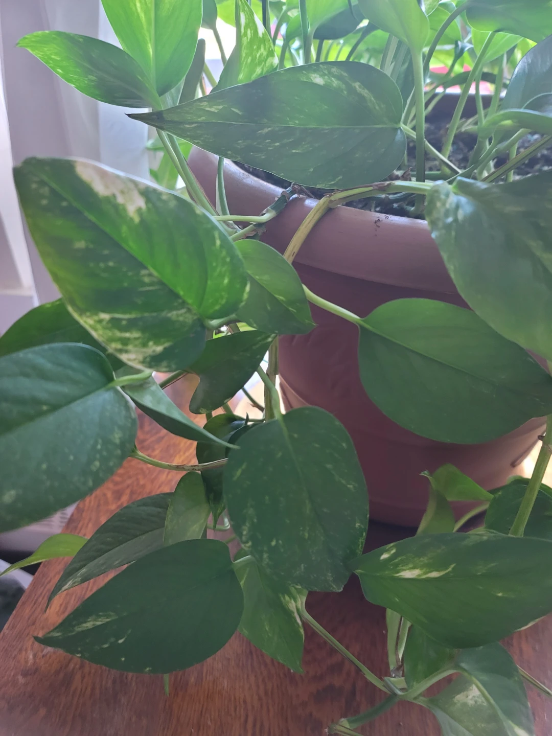 Pothos Plants in Pots - photo 2