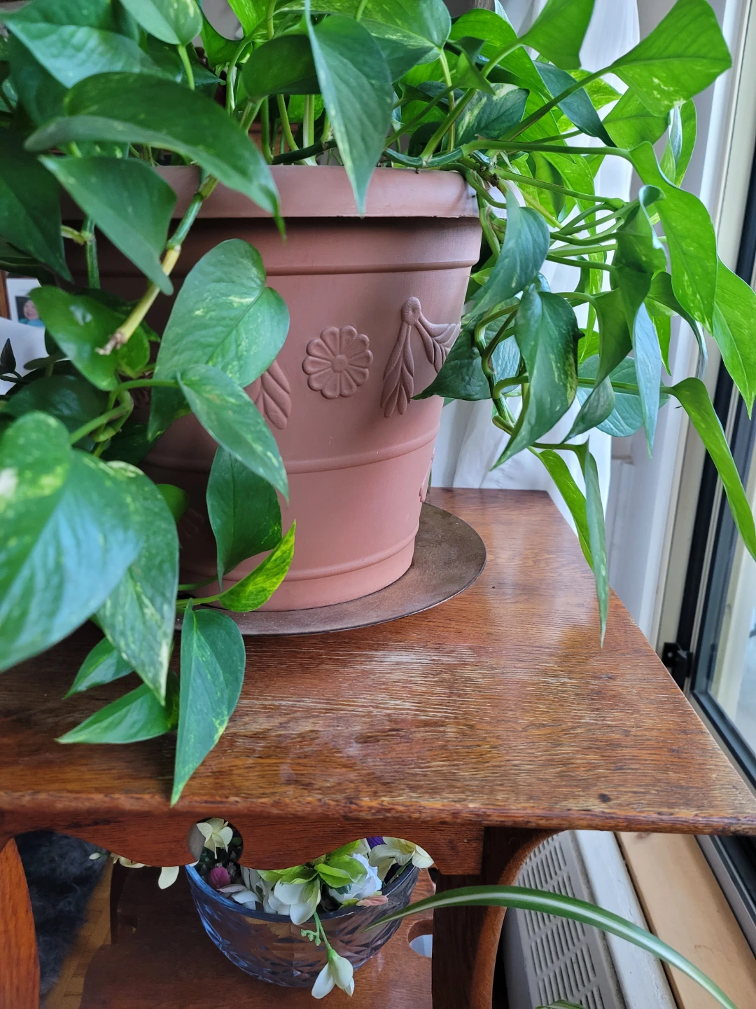 Pothos Plants in Pots - photo 3