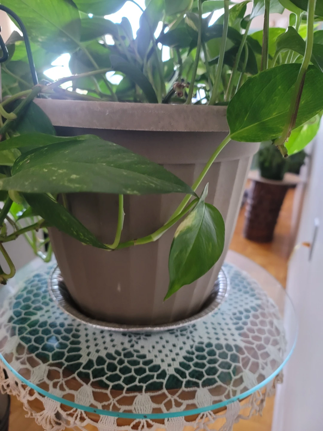 Pothos Plants in Pots - photo 5