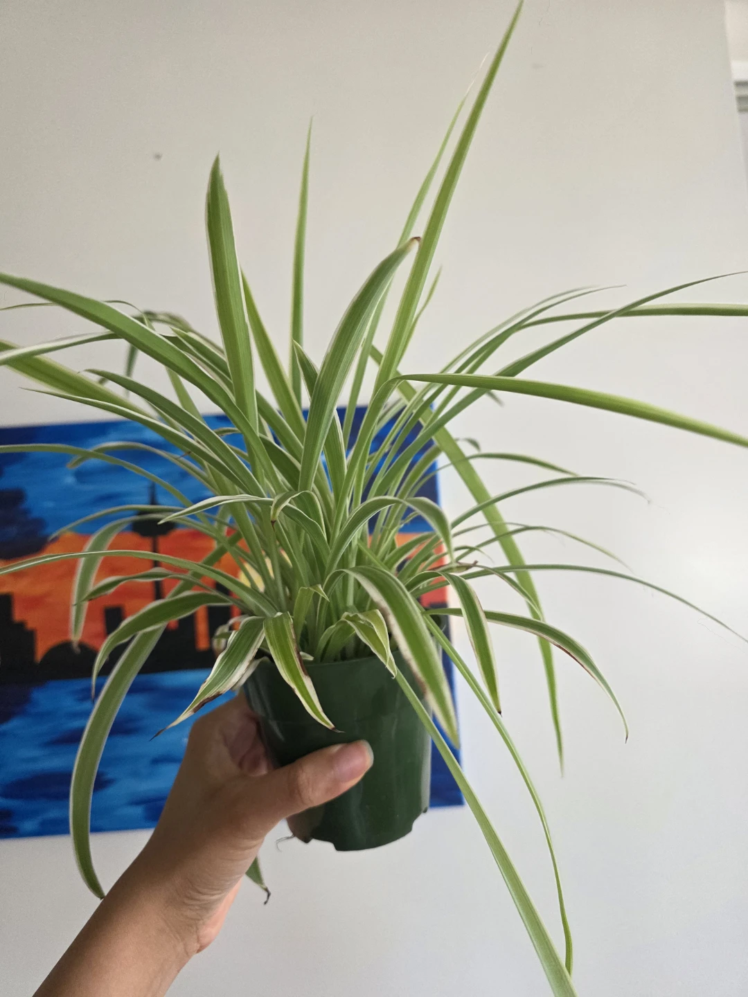 Large Spider Plant in Nursery Pot