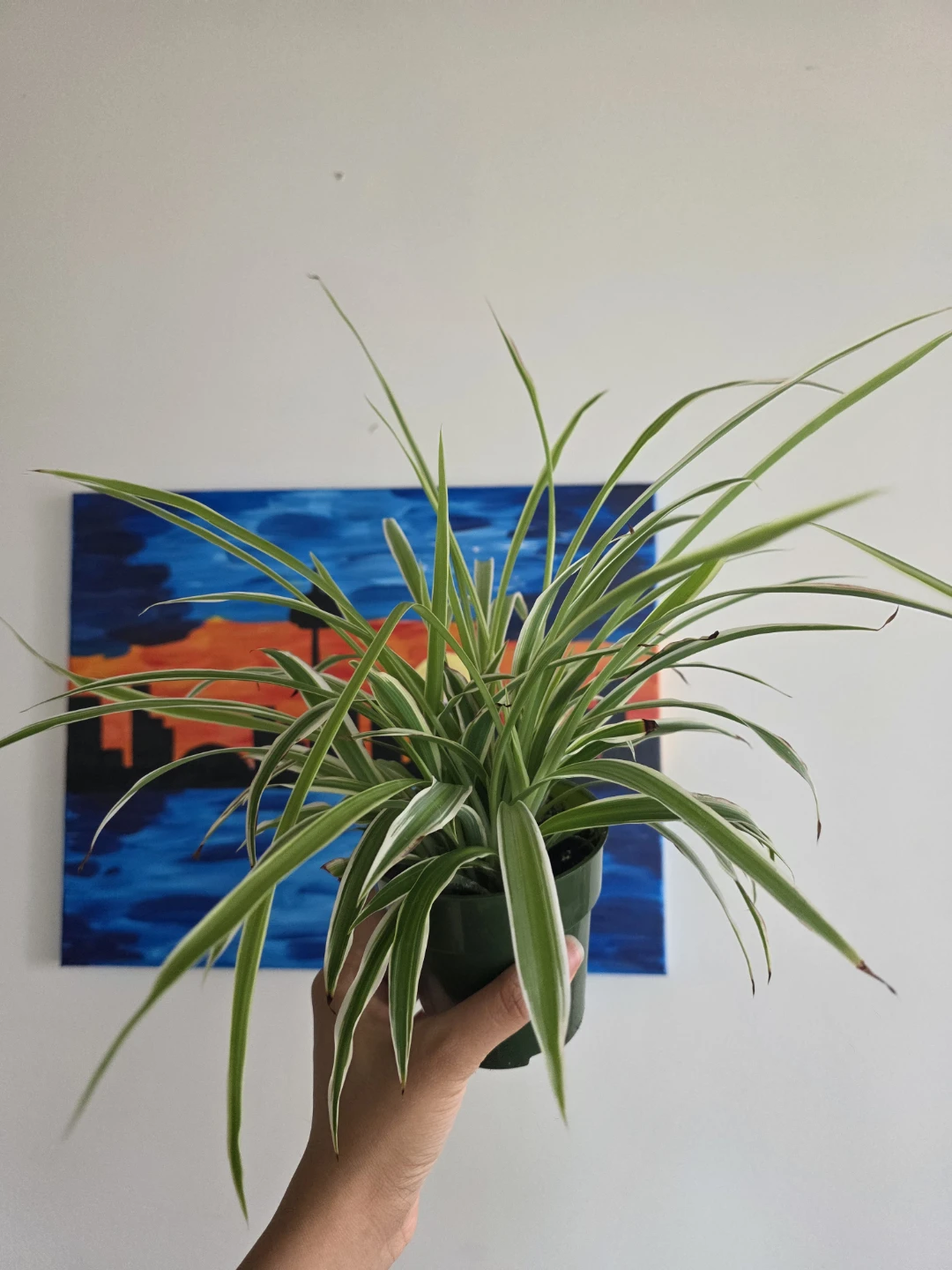 Large Spider Plant in Nursery Pot - photo 2