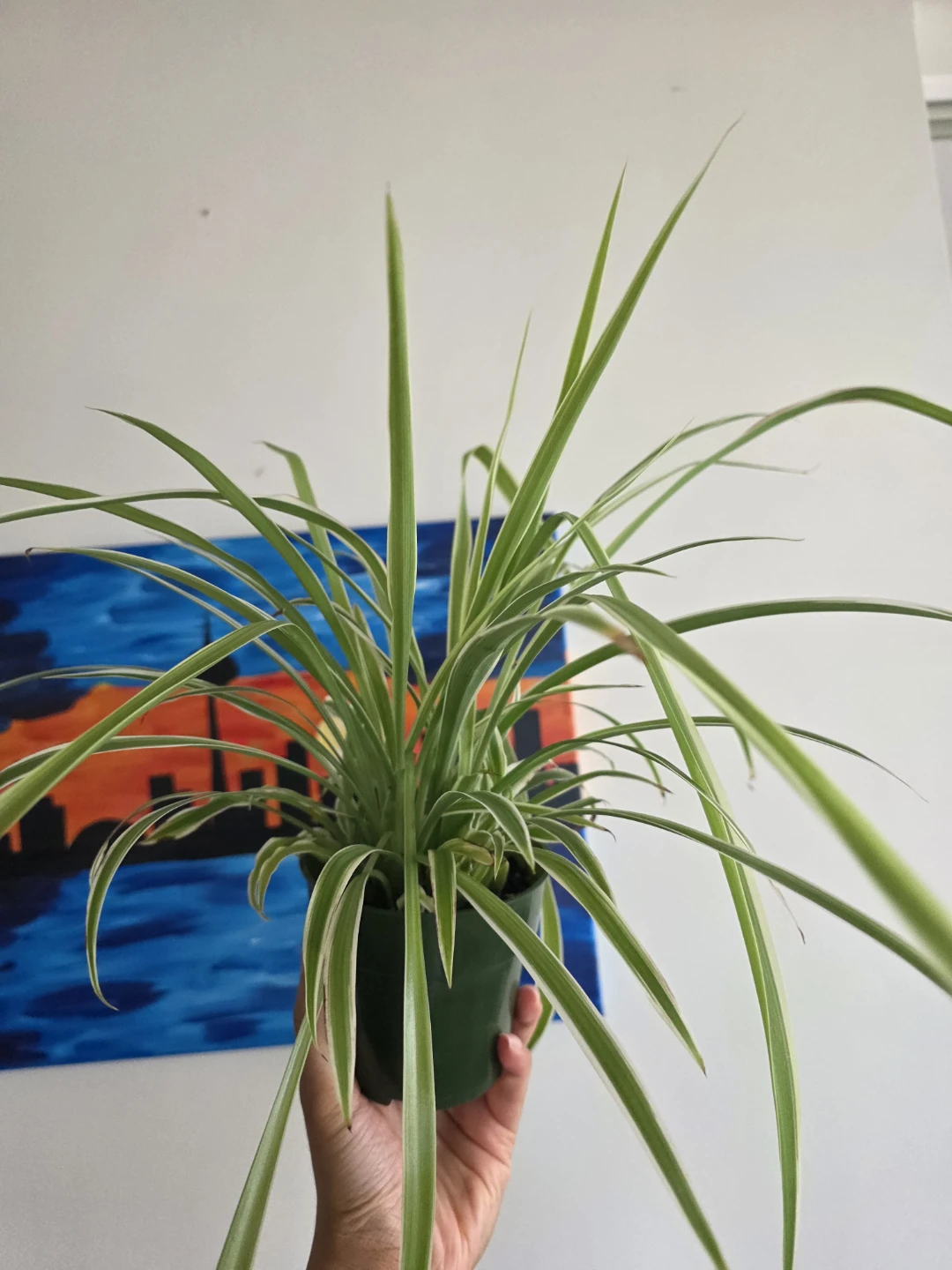 Large Spider Plant in Nursery Pot - photo 3