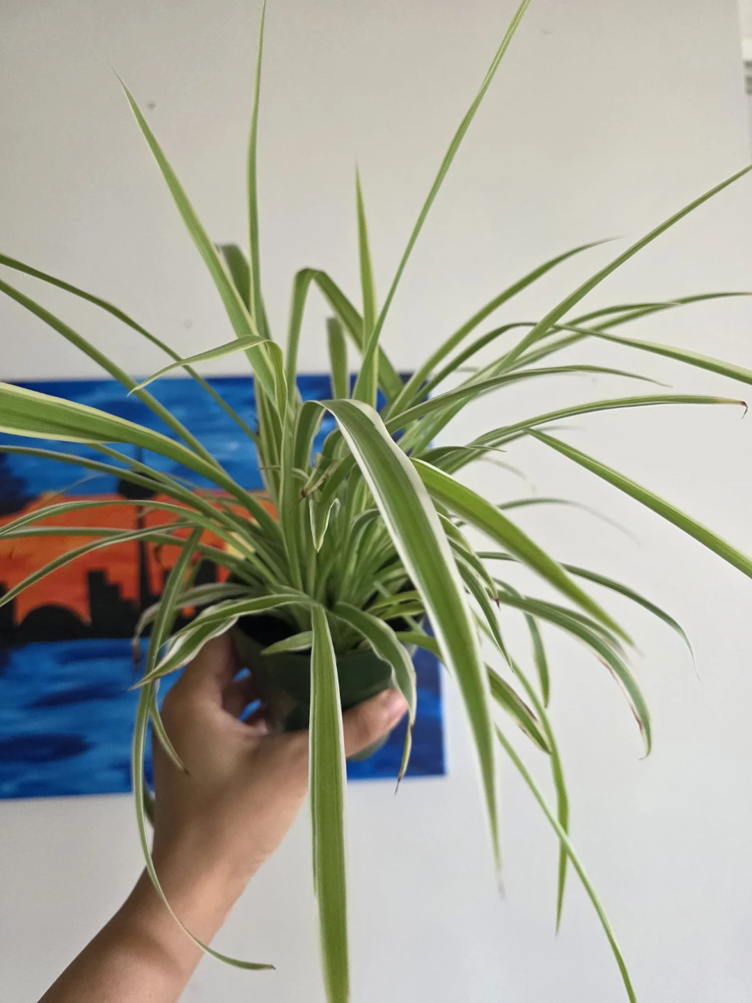 Large Spider Plant in Nursery Pot - photo 4