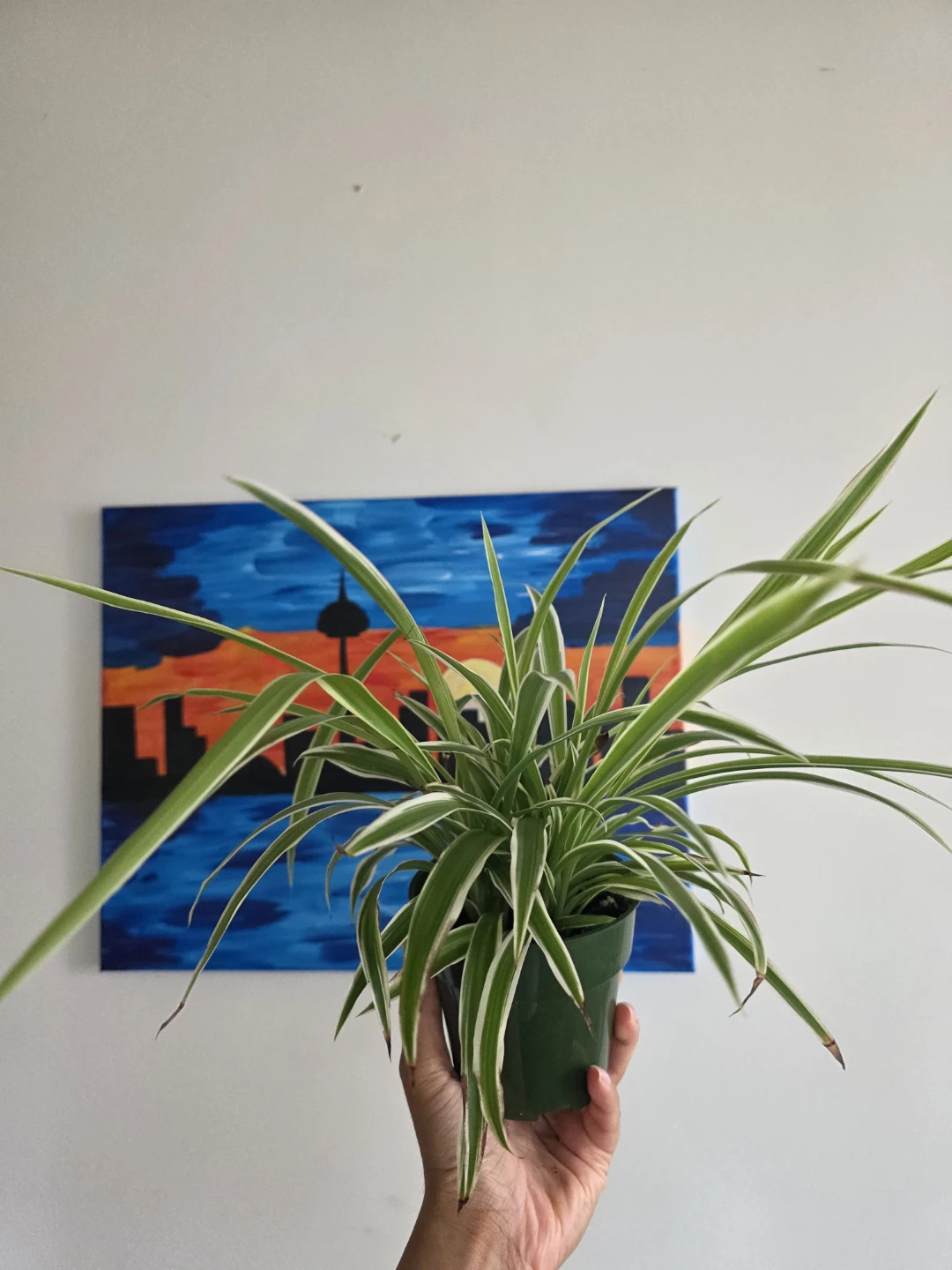 Large Spider Plant in Nursery Pot - photo 5