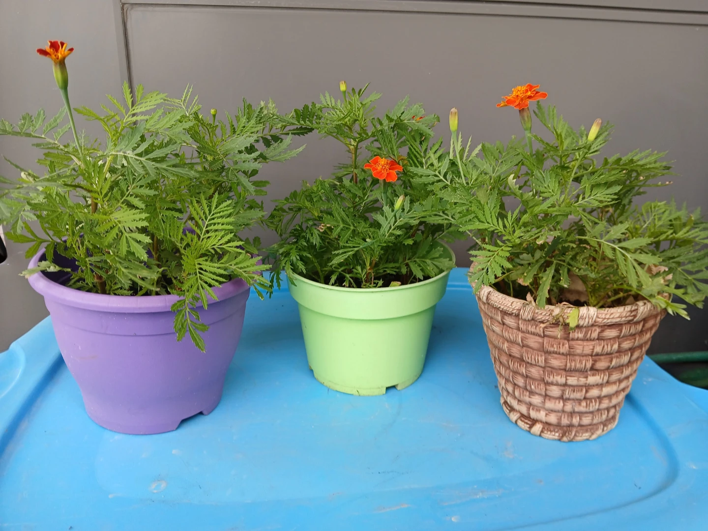 Marigold Plant with Orange Flowers. $6 EACH POT.