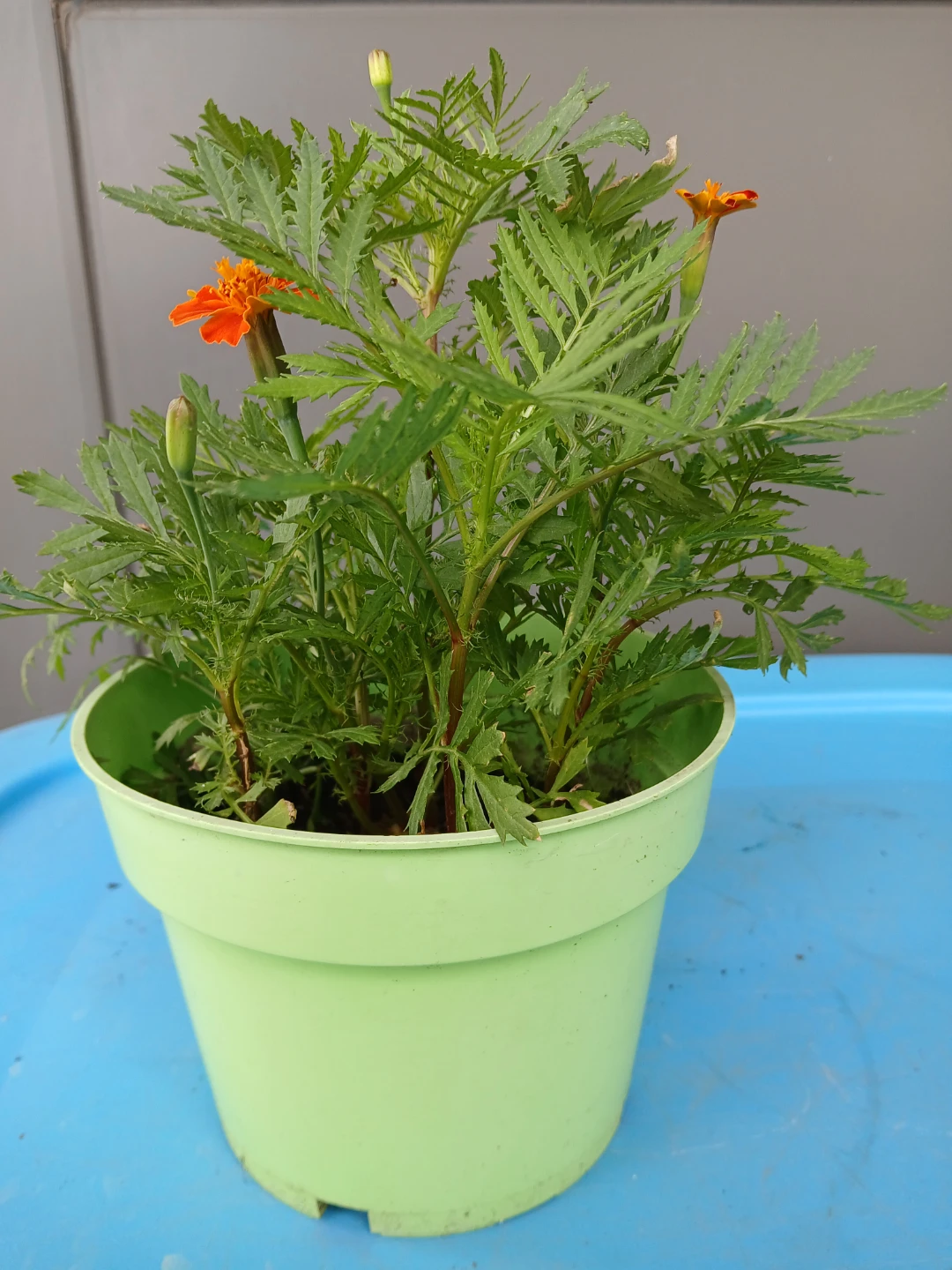 Marigold Plant with Orange Flowers. $6 EACH POT. - photo 3