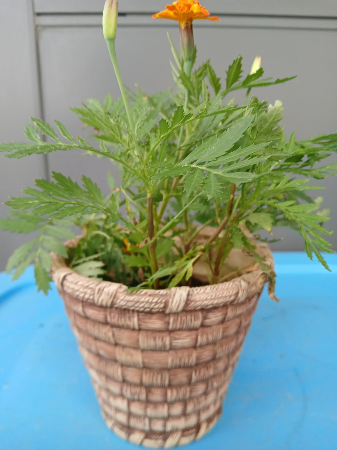 Marigold Plant with Orange Flowers. $6 EACH POT. - photo 4