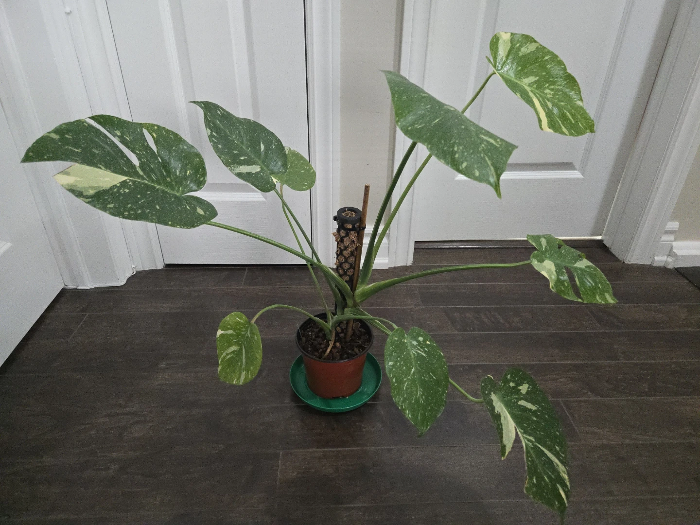 Monstera Thai Constellation with moss pole in 6" pot