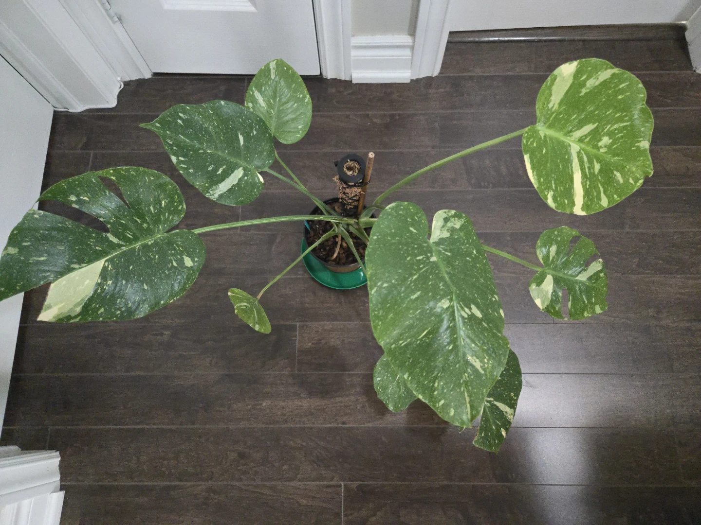 Monstera Thai Constellation with moss pole in 6" pot - photo 2
