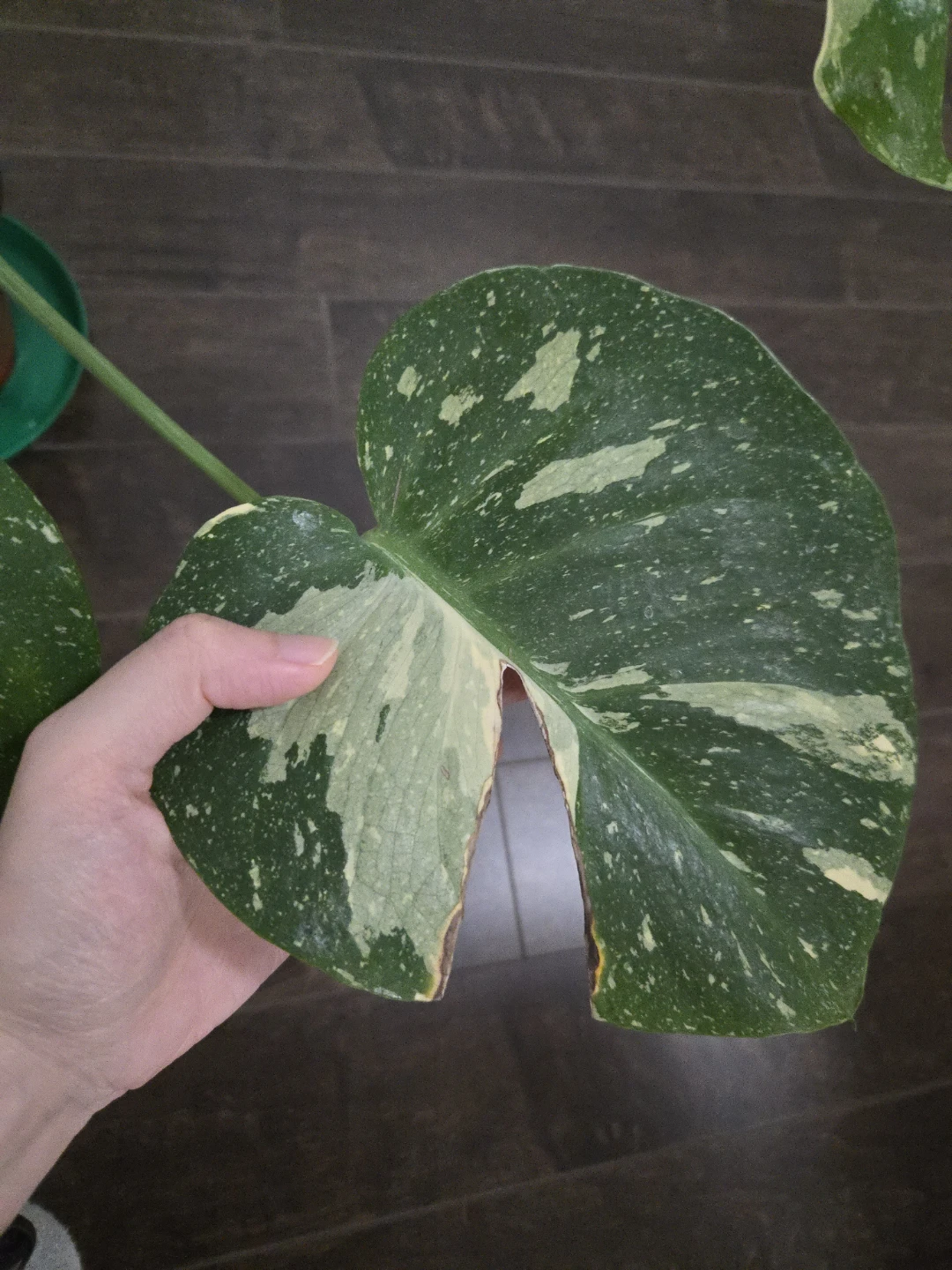 Monstera Thai Constellation with moss pole in 6" pot - photo 3