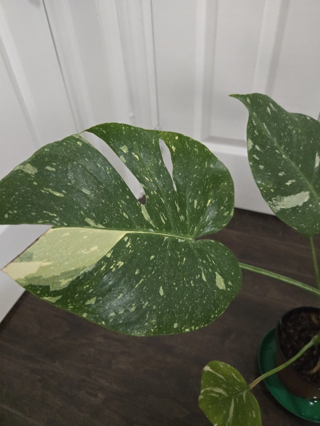 Monstera Thai Constellation with moss pole in 6" pot - photo 4
