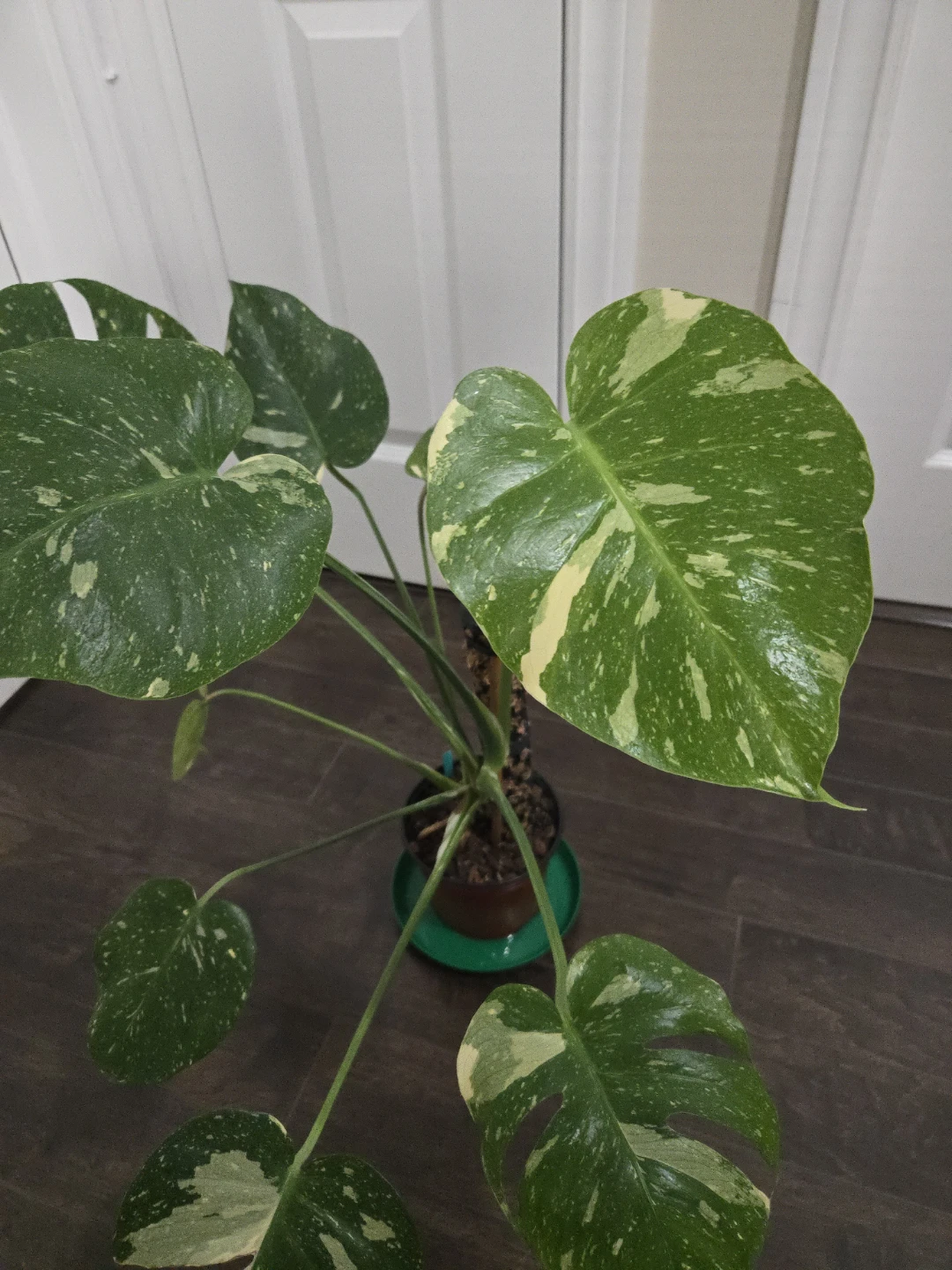 Monstera Thai Constellation with moss pole in 6" pot - photo 5