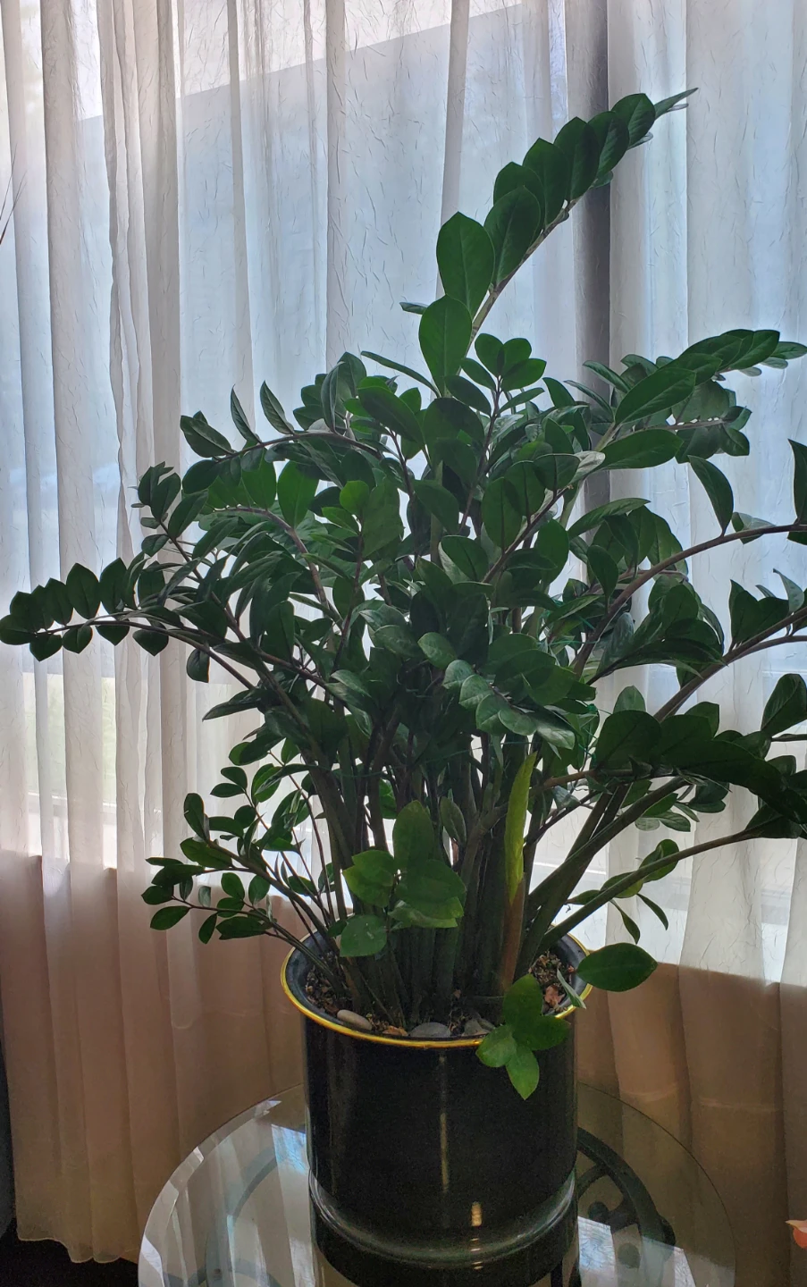 Super large ZZ Plant--Luck money tree in dark green Pot