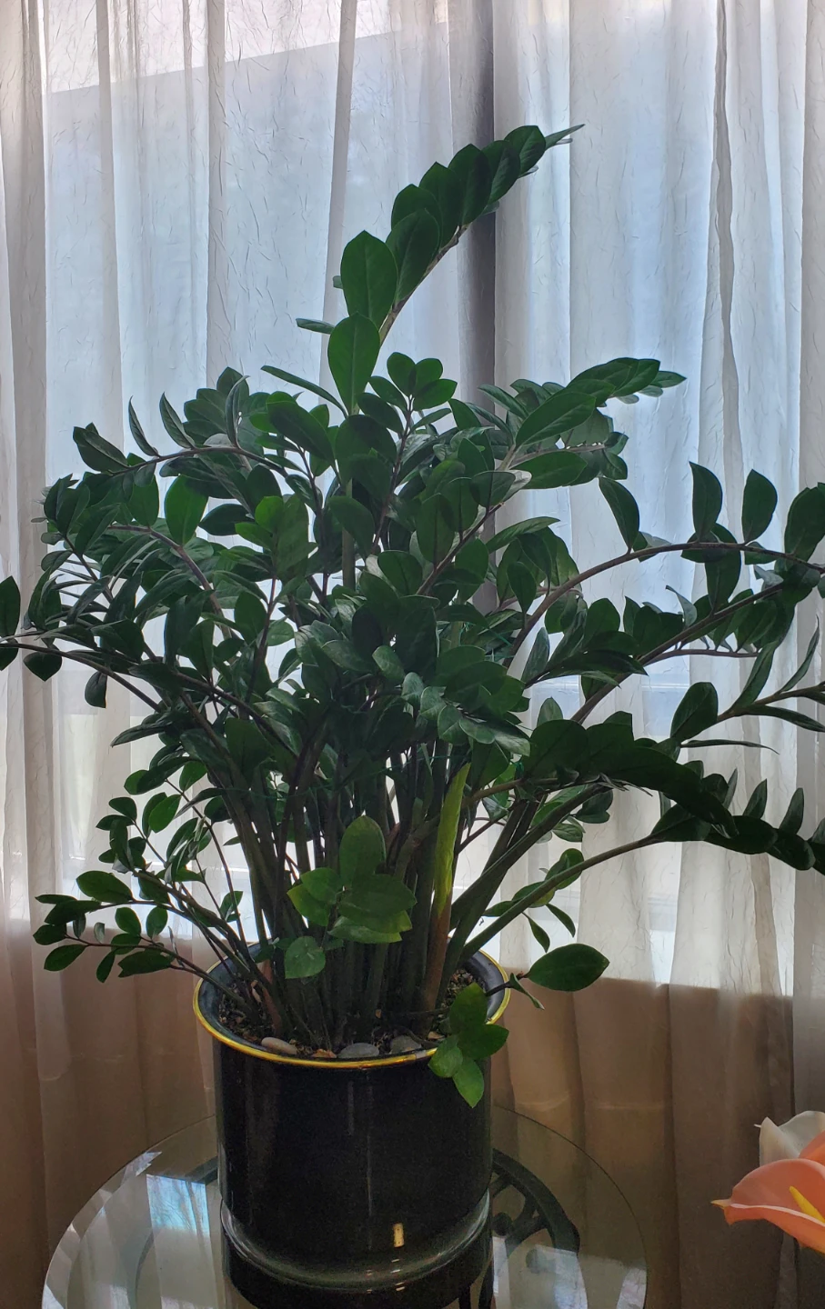 Super large ZZ Plant--Luck money tree in dark green Pot - photo 2