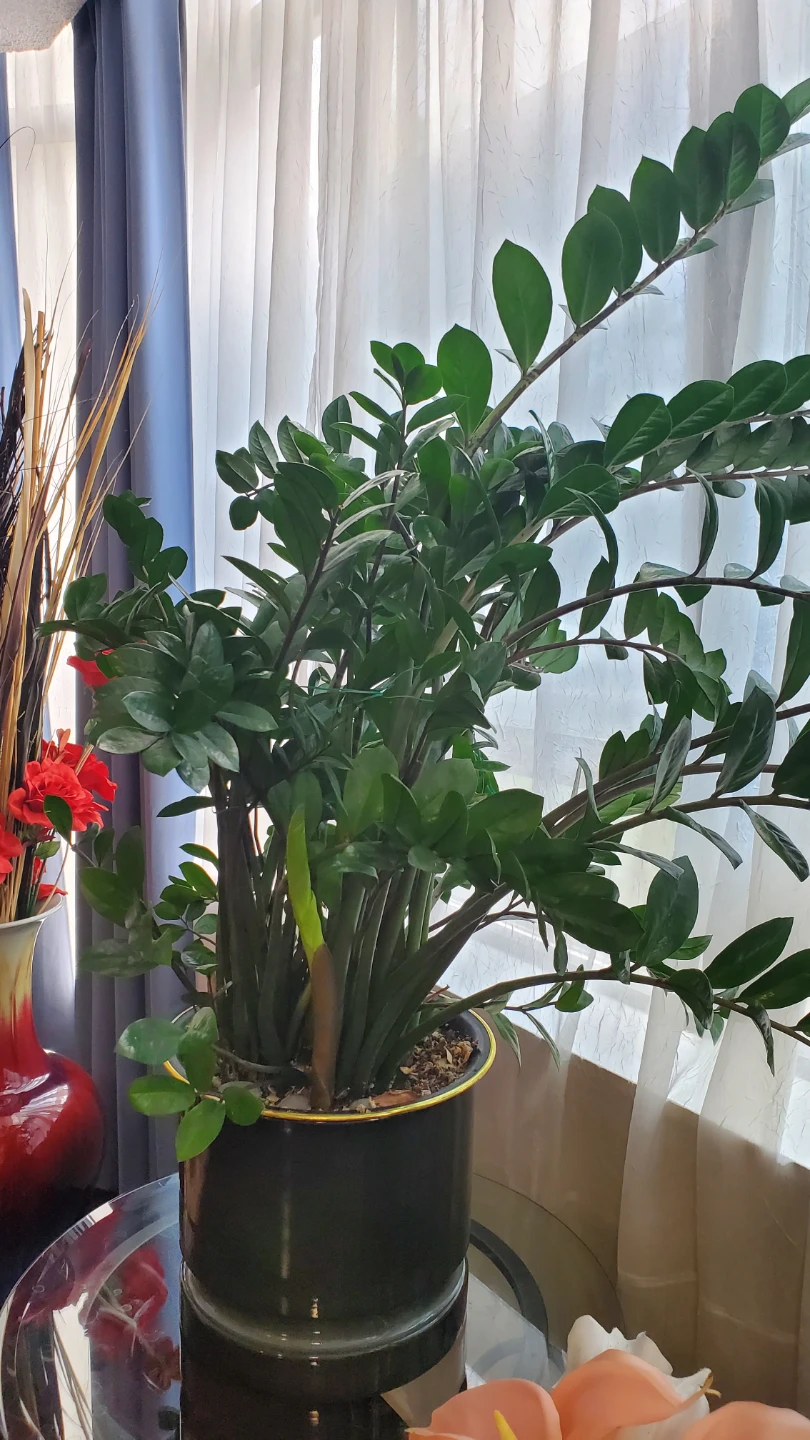 Super large ZZ Plant--Luck money tree in dark green Pot - photo 3