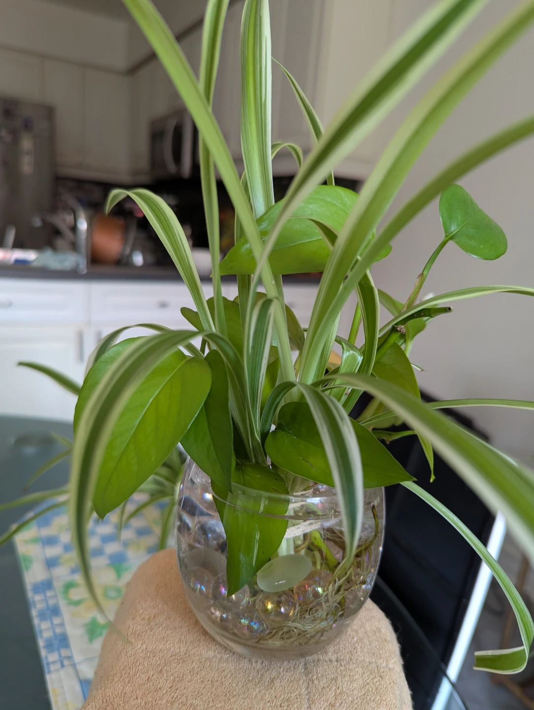 Spider Plant and Pothos in Glass Vase - photo 5