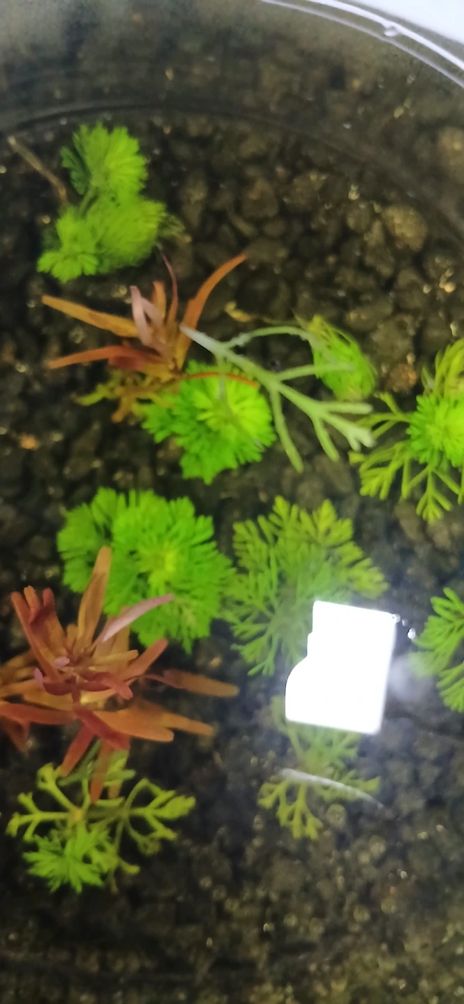 Aquatic Plant Cuttings - Limnophila sessiliflora (Ambulia)