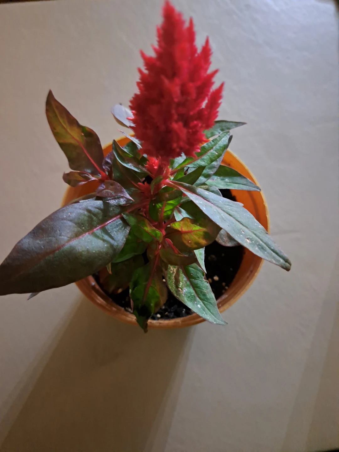 Red Celosia Plant in Orange Pot