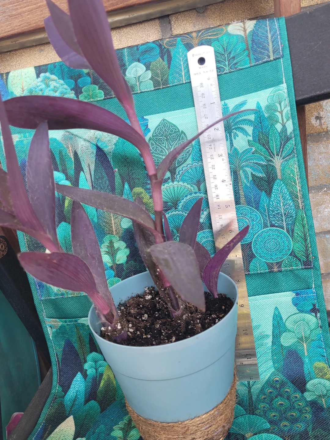 Purple Heart Plant in Blue Pot - photo 4