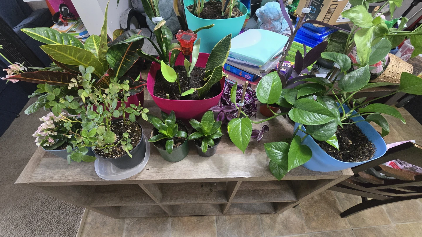 11 indoor plants. $180obo