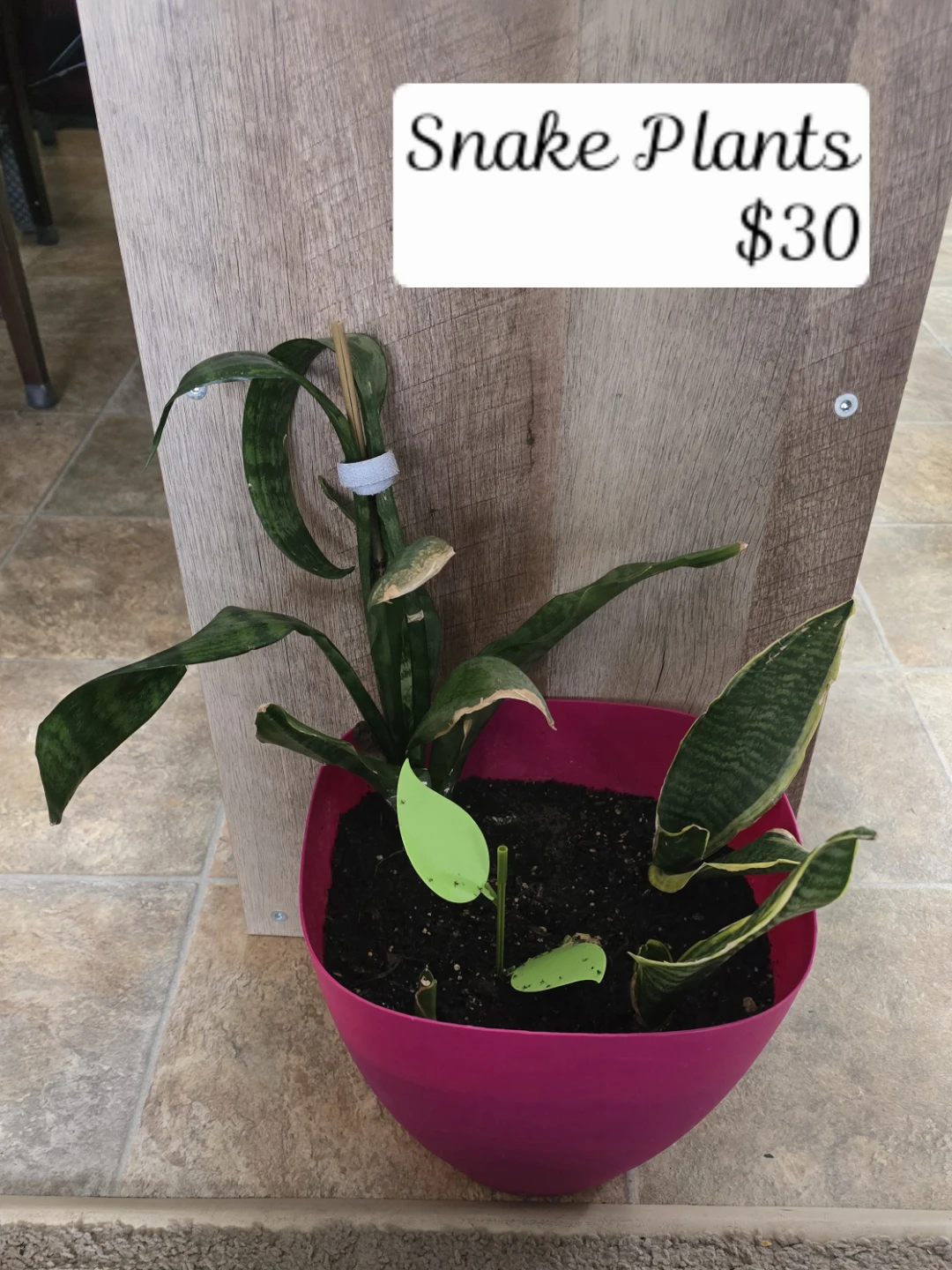 11 indoor plants. $180obo - photo 2