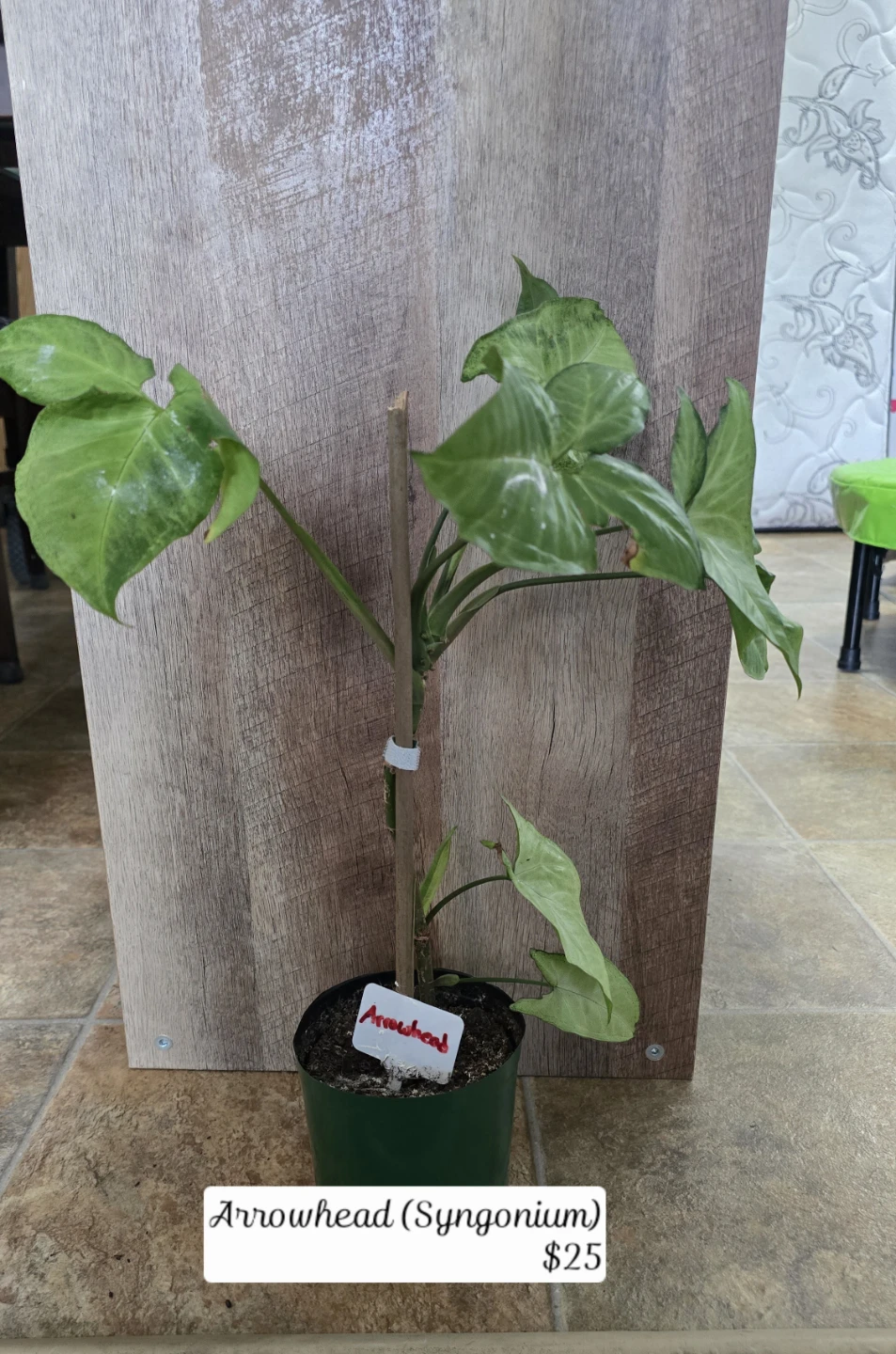 11 indoor plants. $180obo - photo 3