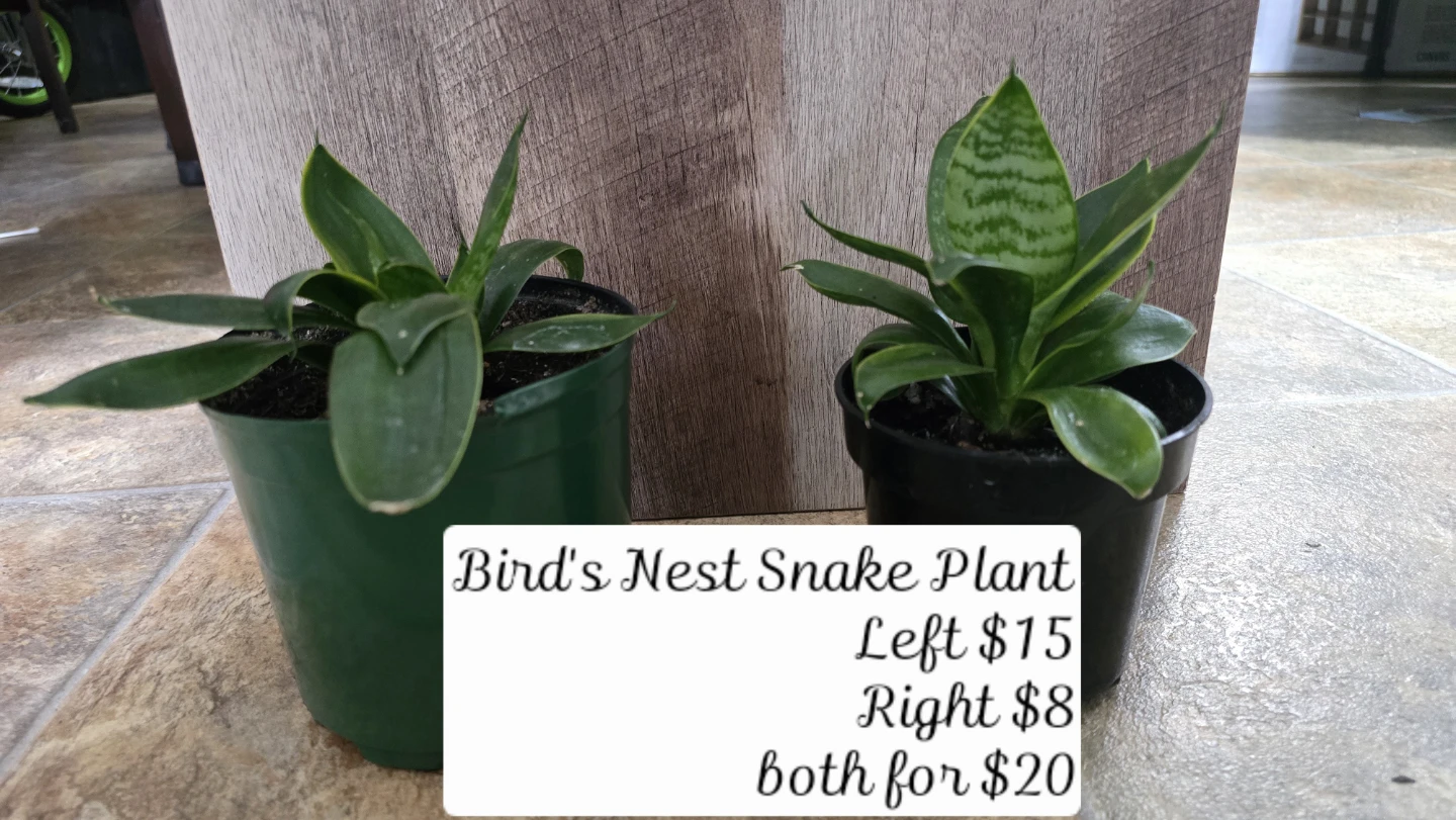11 indoor plants. $180obo - photo 4