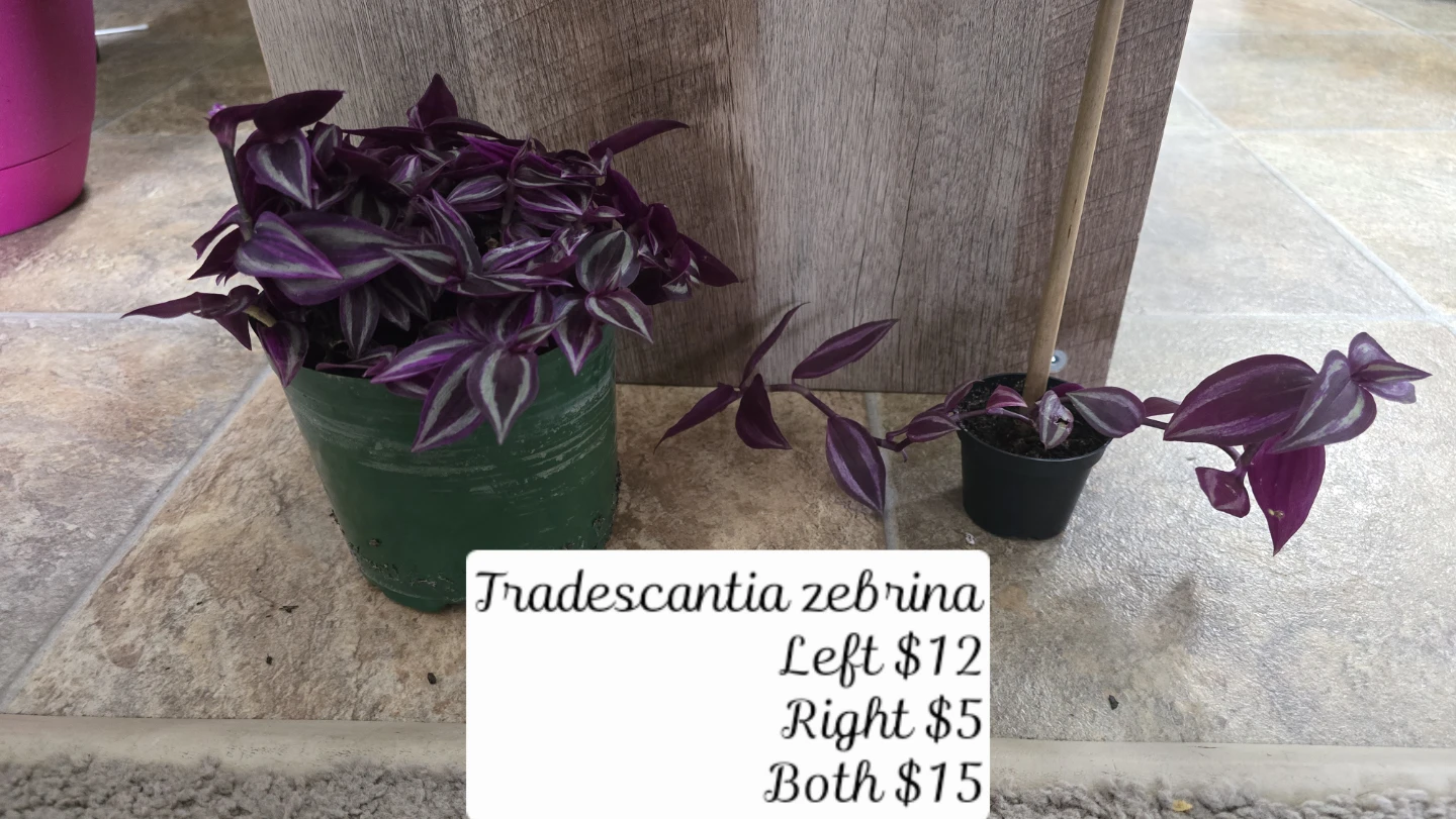 11 indoor plants. $180obo - photo 5